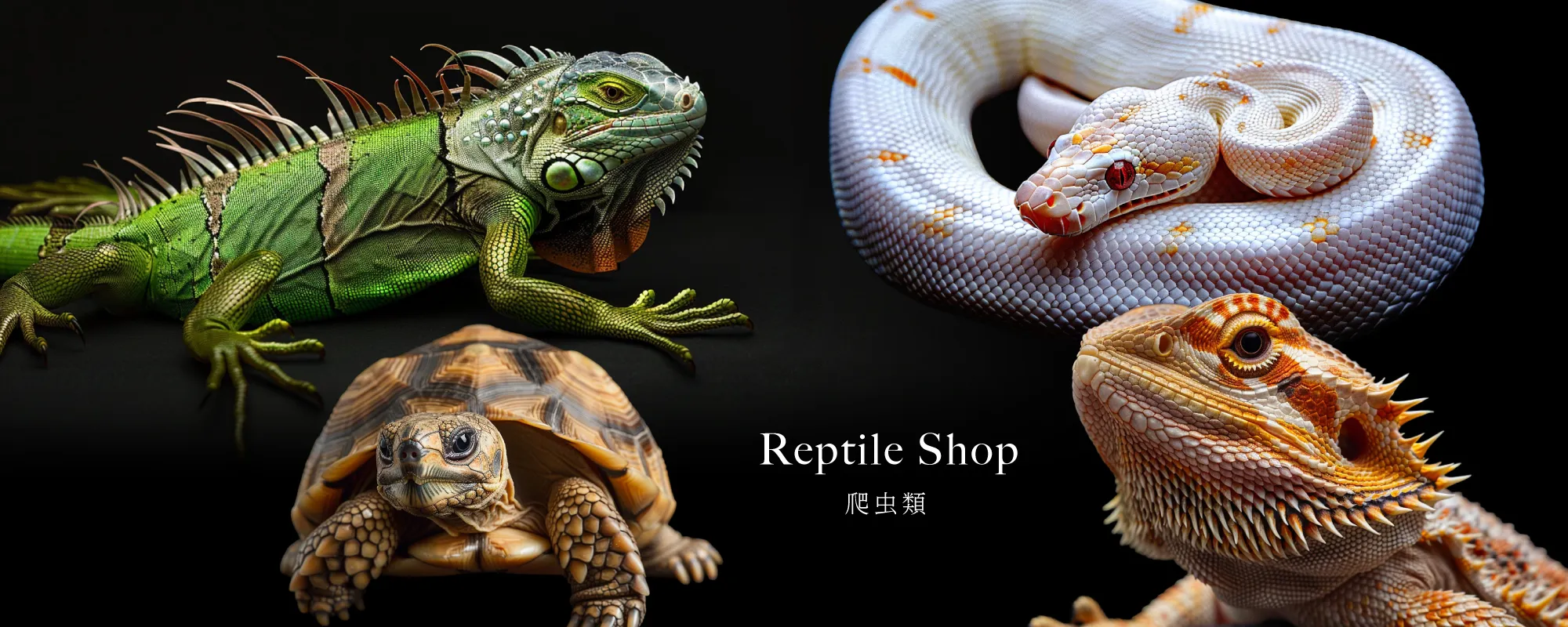 爬虫類ショップ アクアフィッシュ