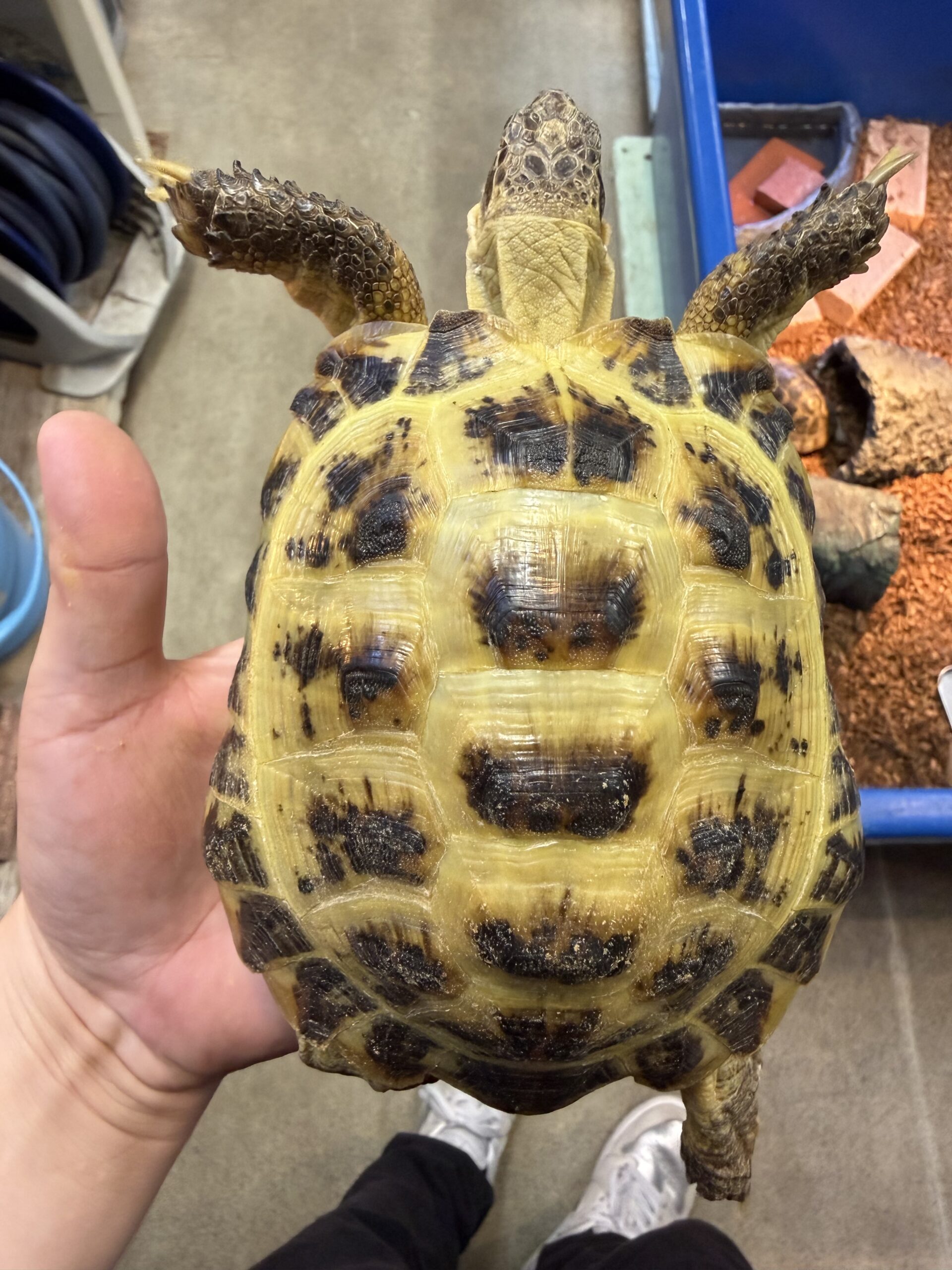 ロシアリクガメ アダルト