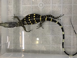 ハナブトオオトカゲ　ベビー