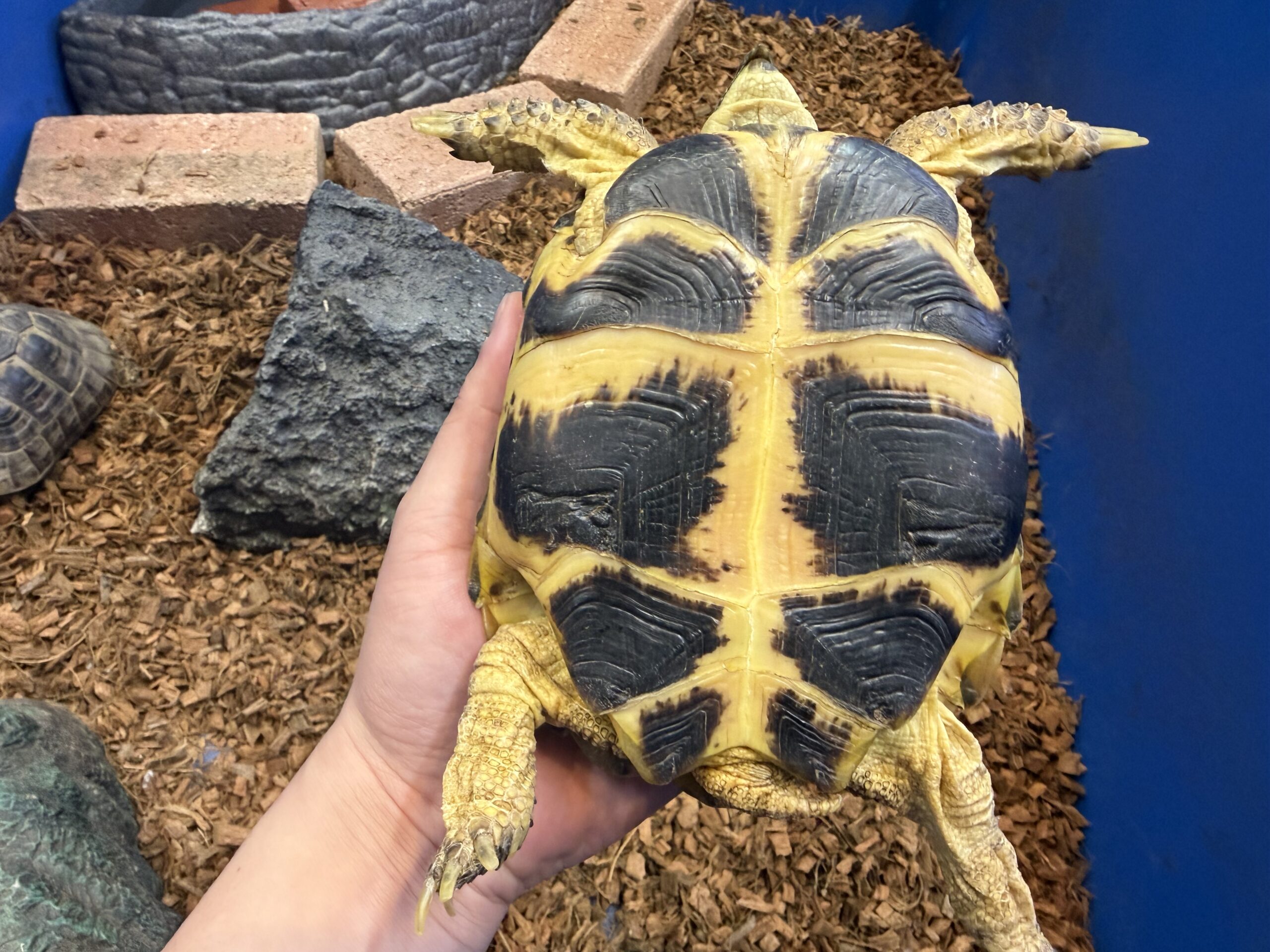 ロシアリクガメ アダルト