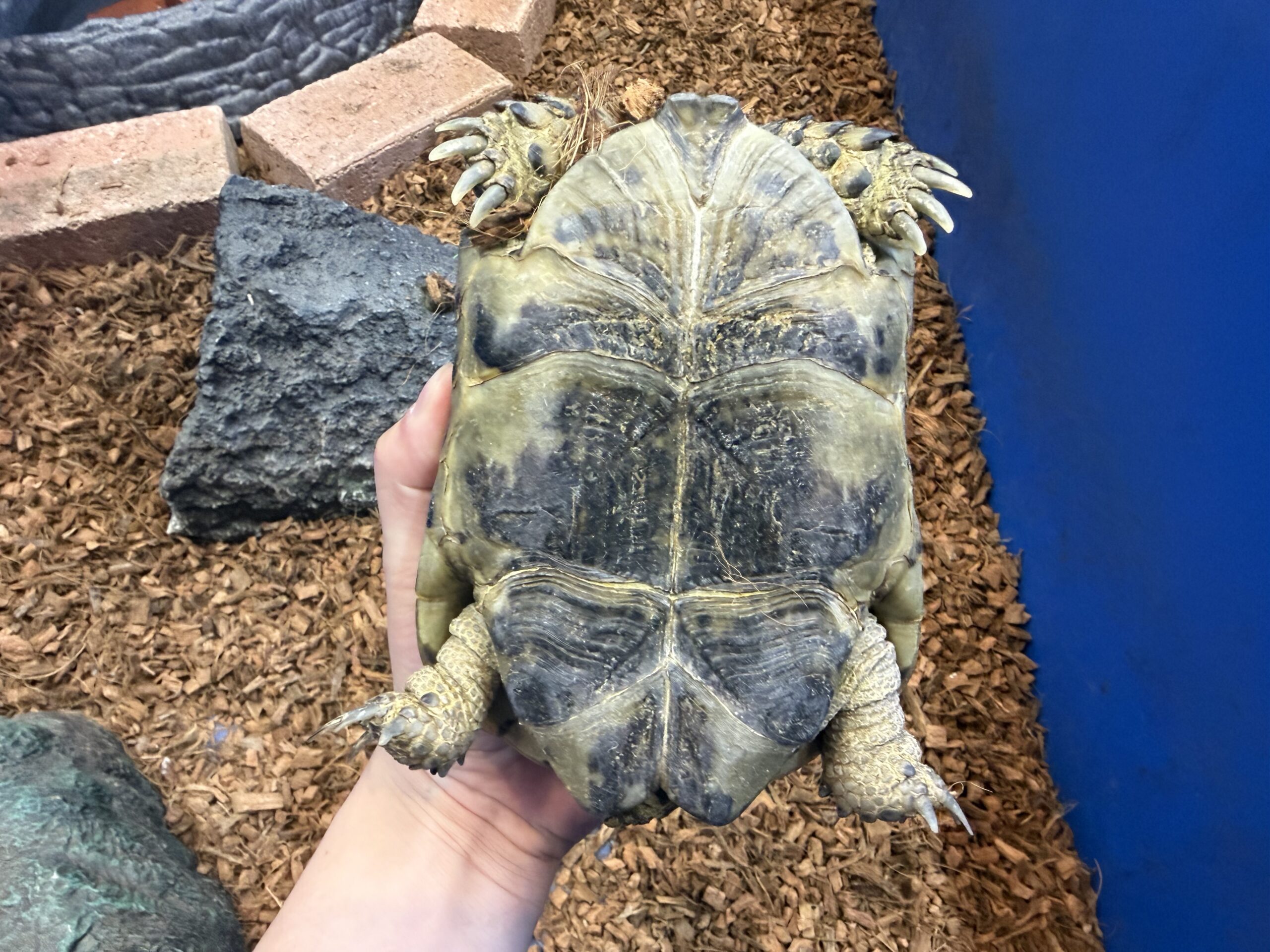 ブラックギリシャリクガメ