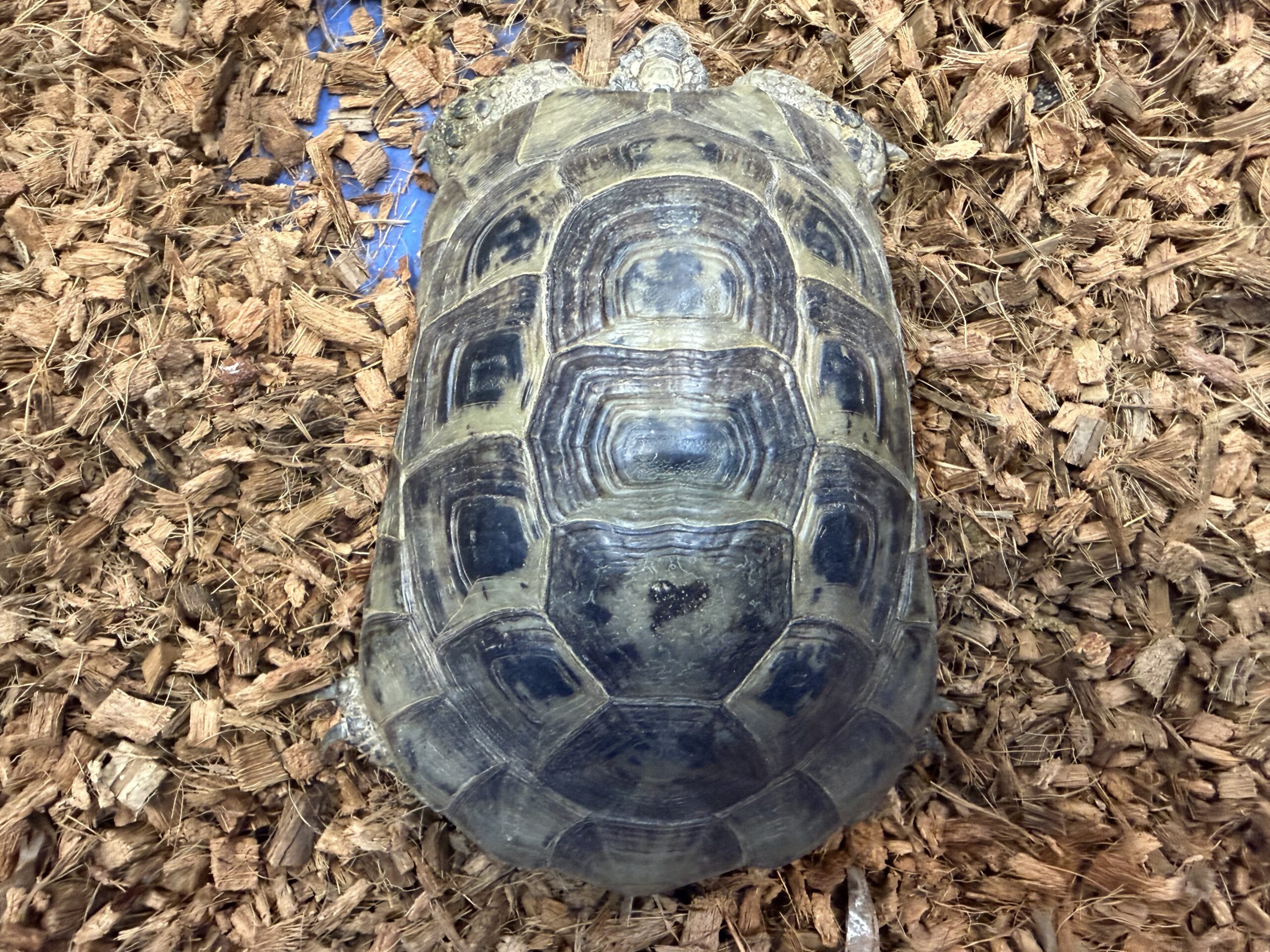 ブラックギリシャリクガメ