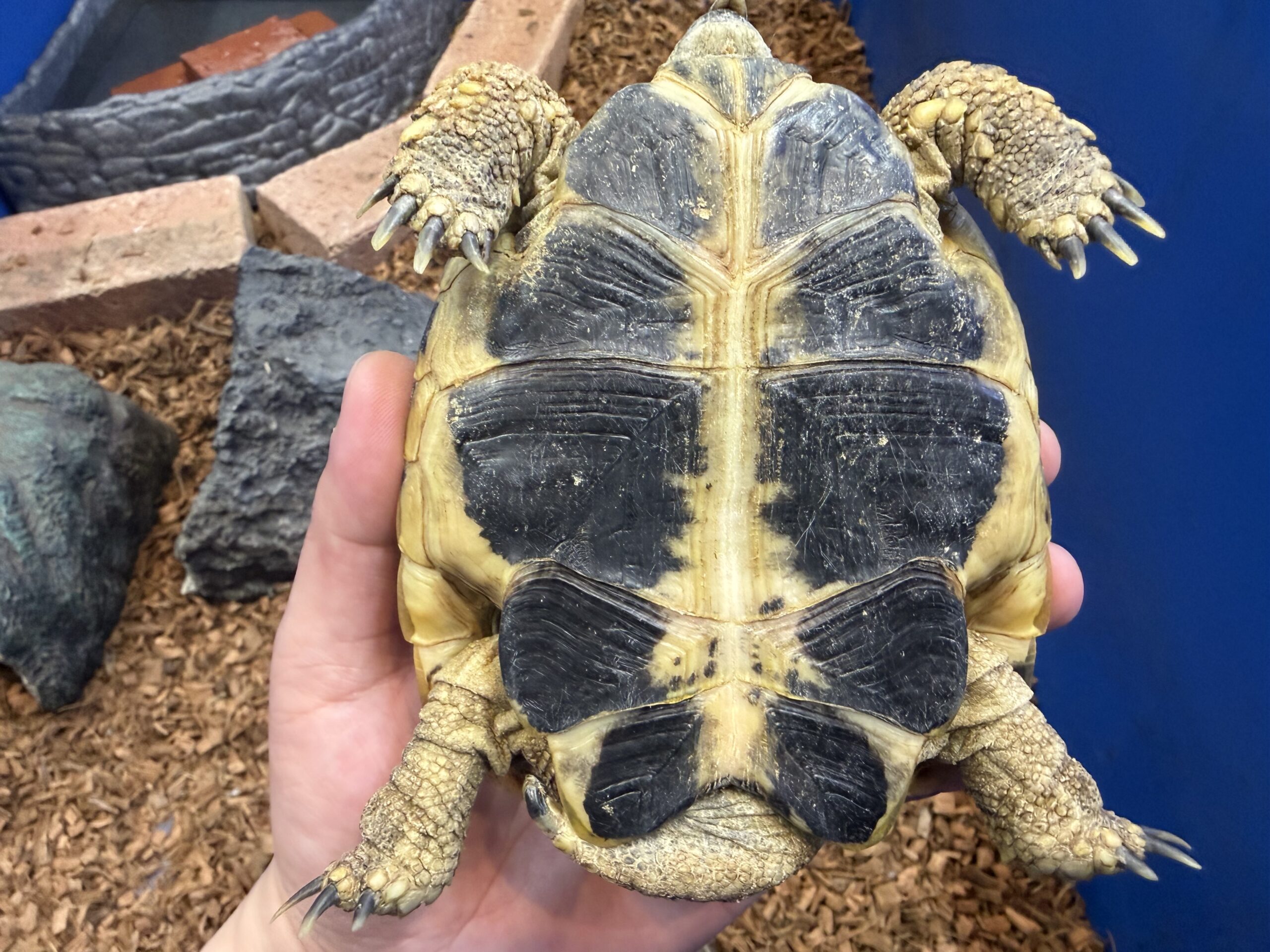 東ヘルマンリクガメ アダルト