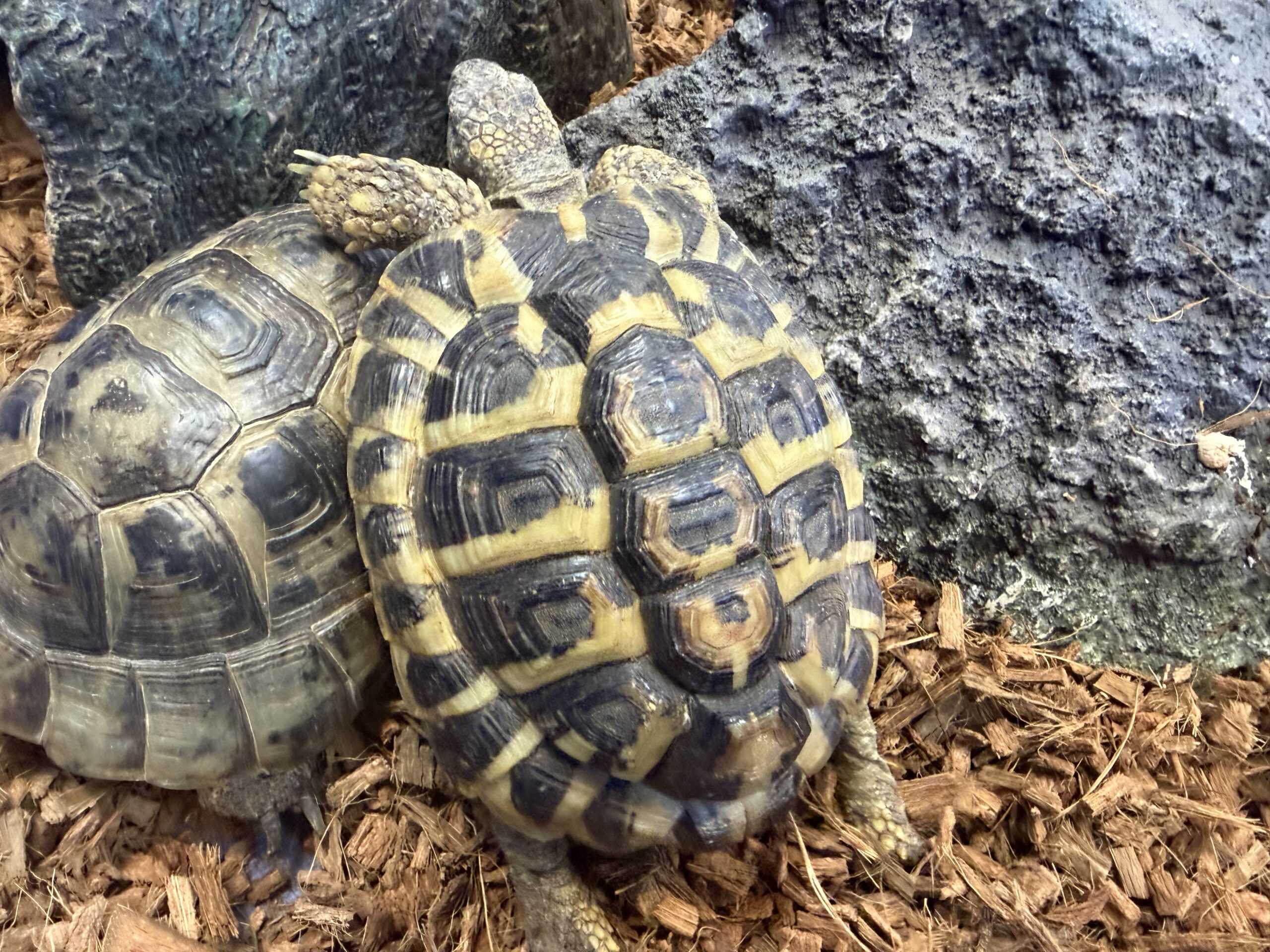 東ヘルマンリクガメ アダルト