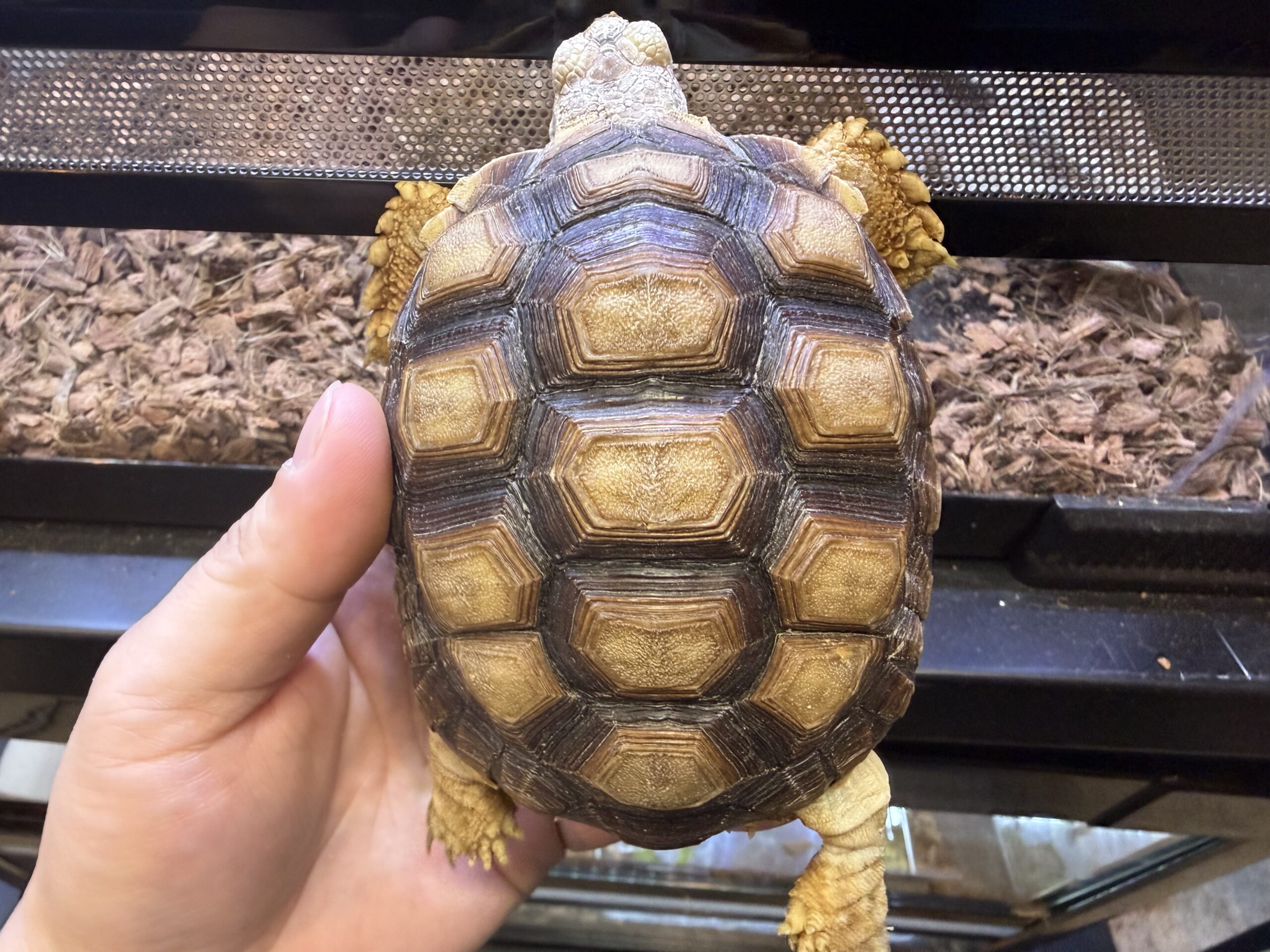 ケズメリクガメ　ヤング