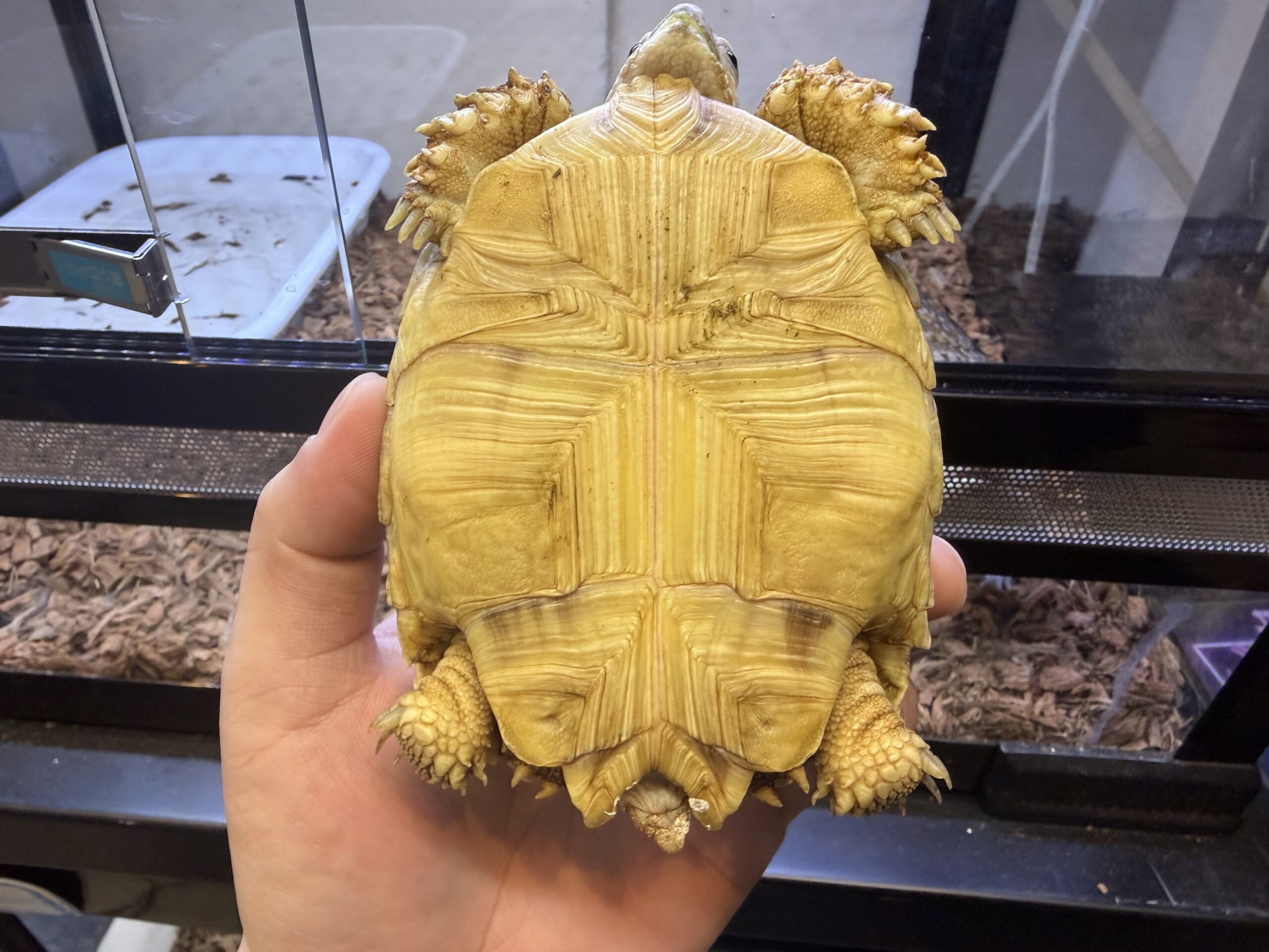 ケズメリクガメ　ヤング