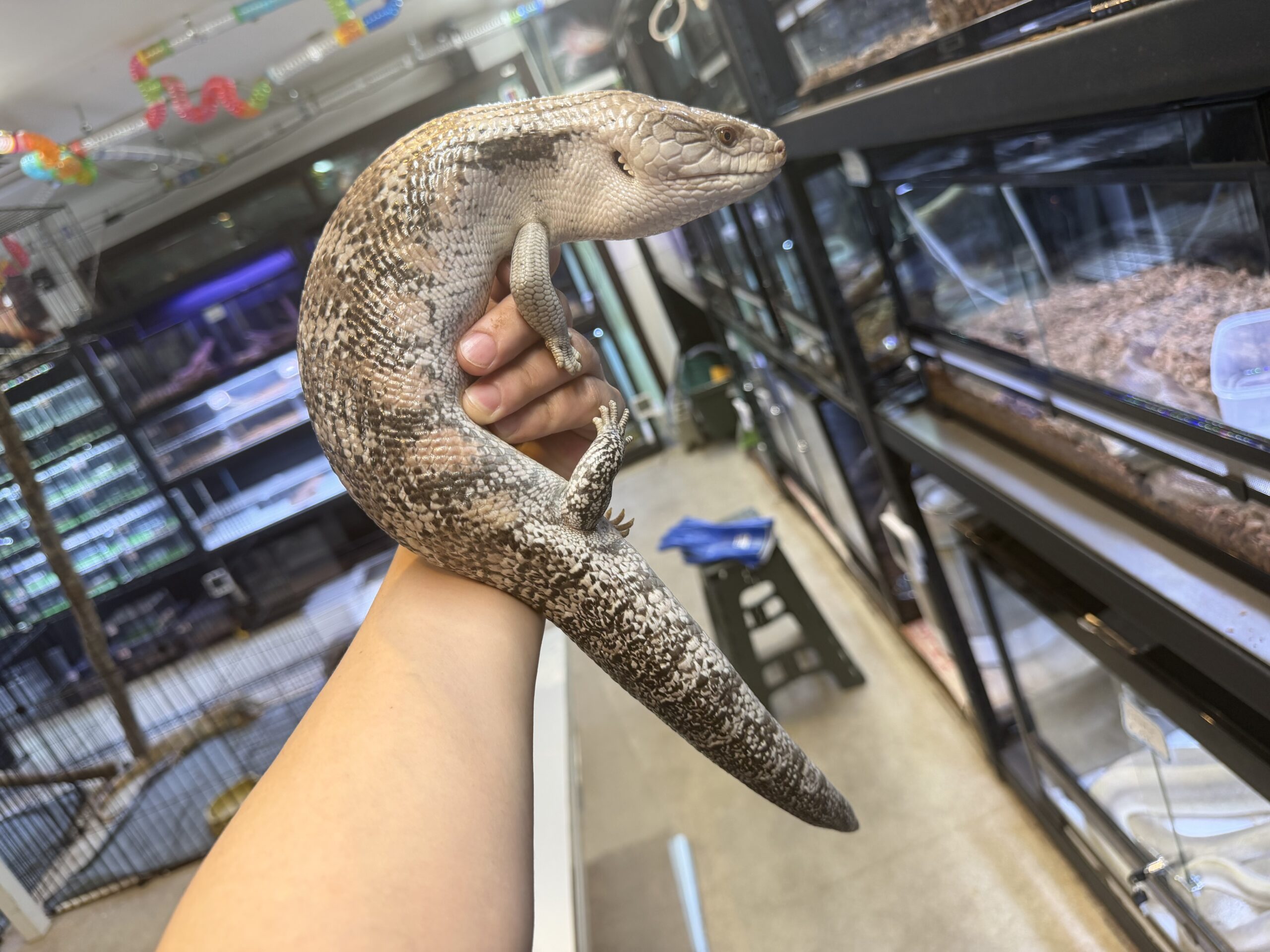 キタアオジタトカゲ