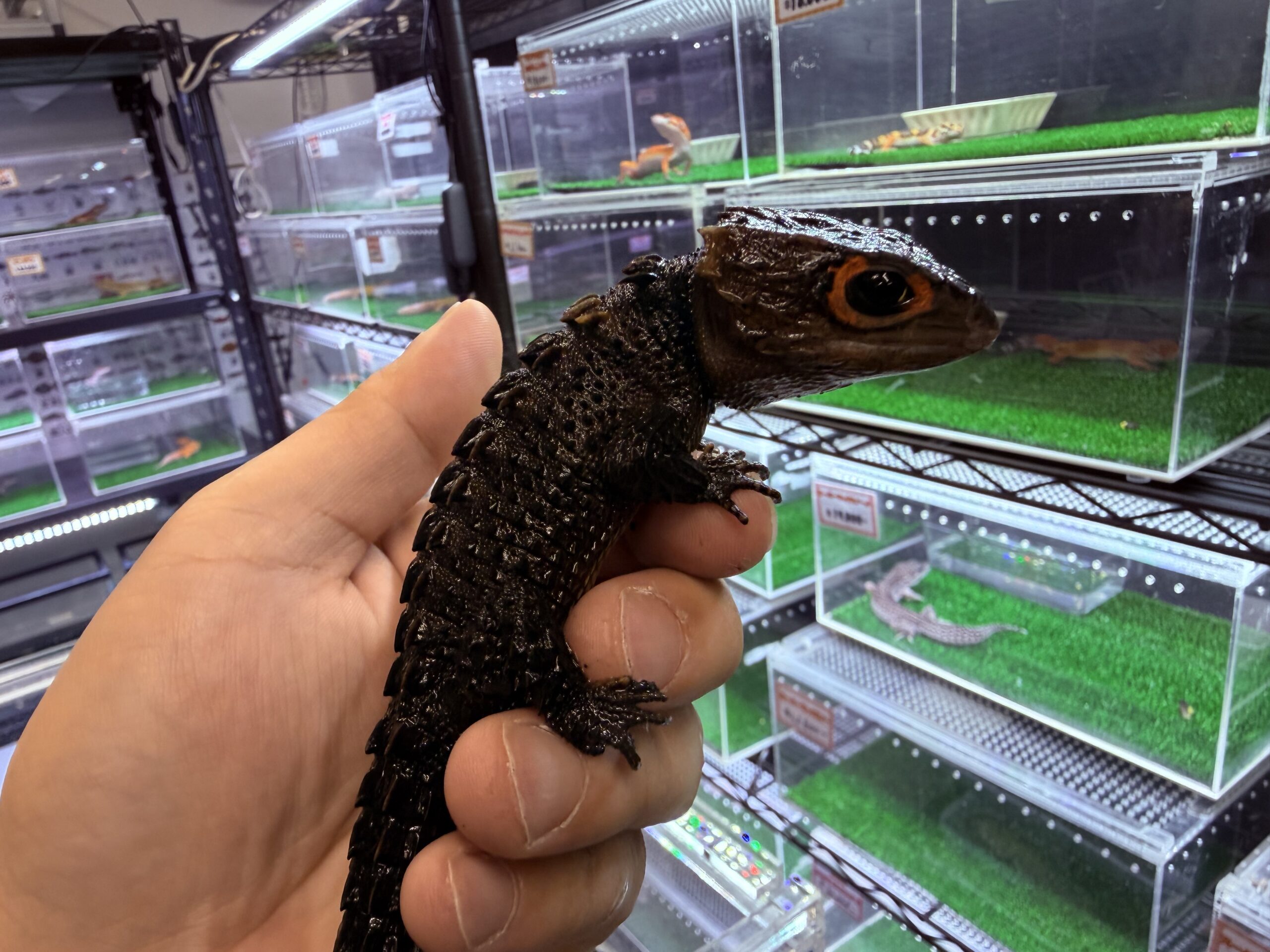 熱帯魚・爬虫類ショップ アクアフィッシュ｜滋賀県最大級の爬虫類専門店