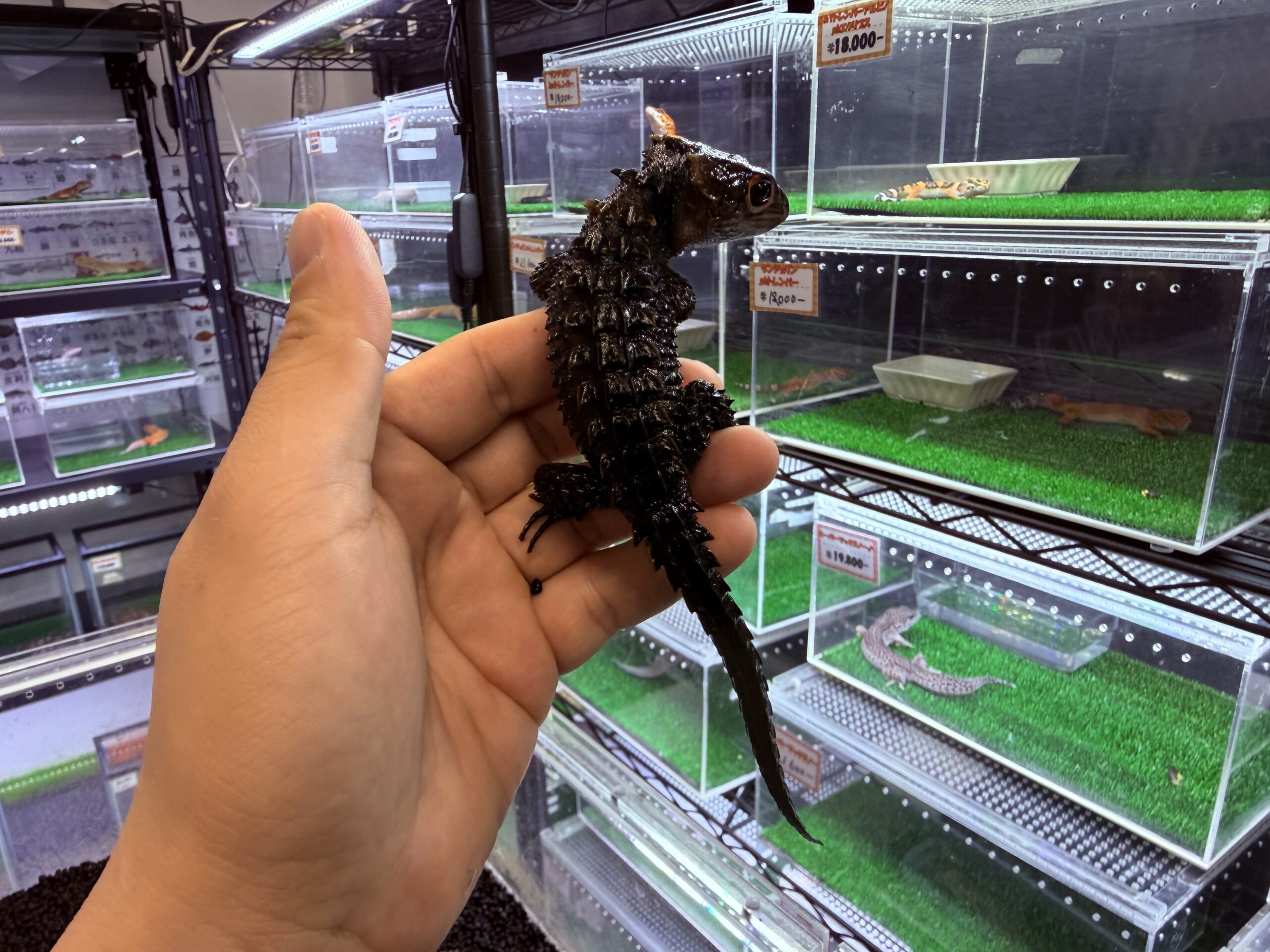 アカメカブトトカゲ アダルト♀