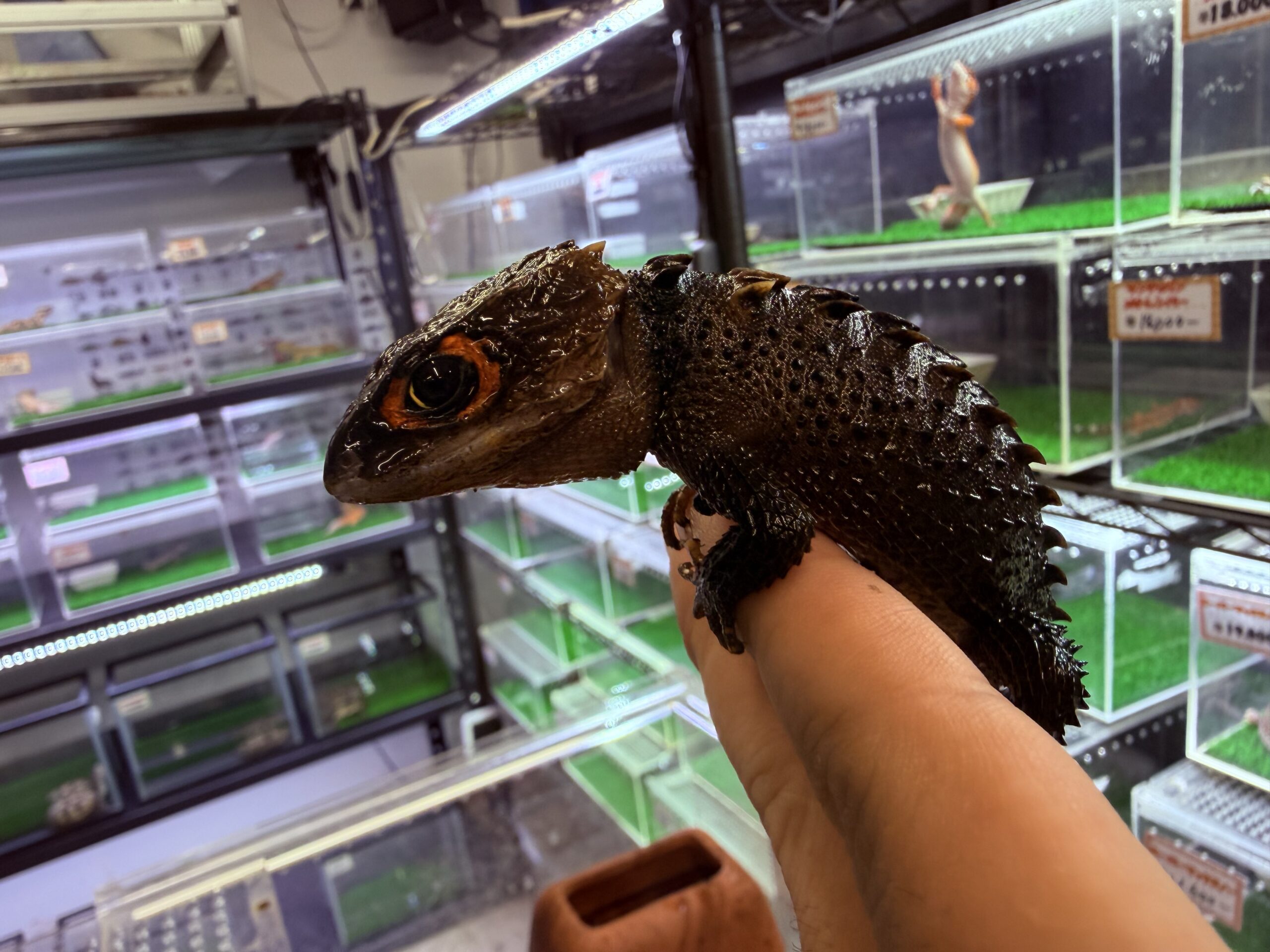 アカメカブトトカゲ アダルト♀