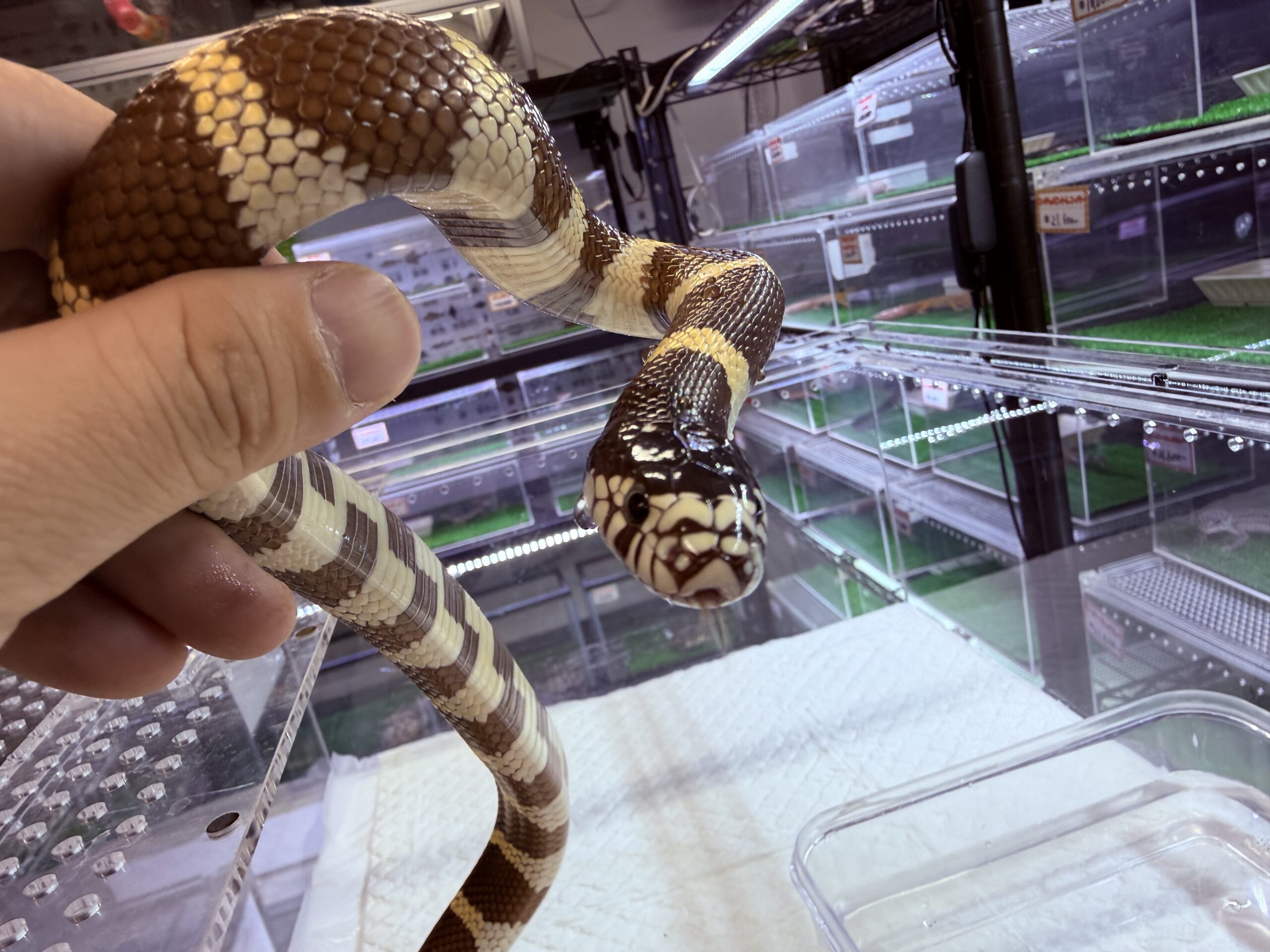 熱帯魚・爬虫類ショップ アクアフィッシュ｜滋賀県最大級の爬虫類専門店