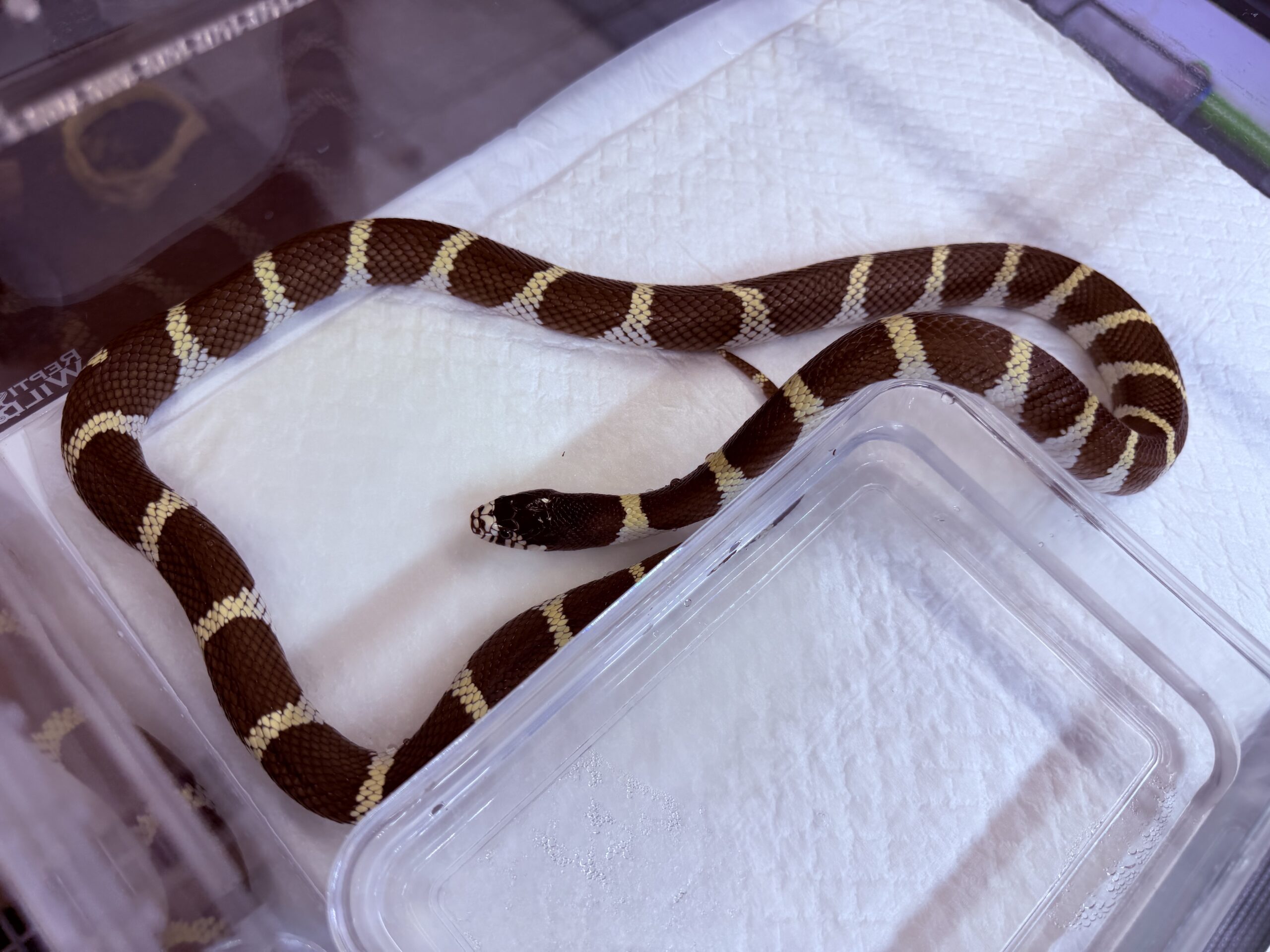 カリフォルニア　キングスネーク