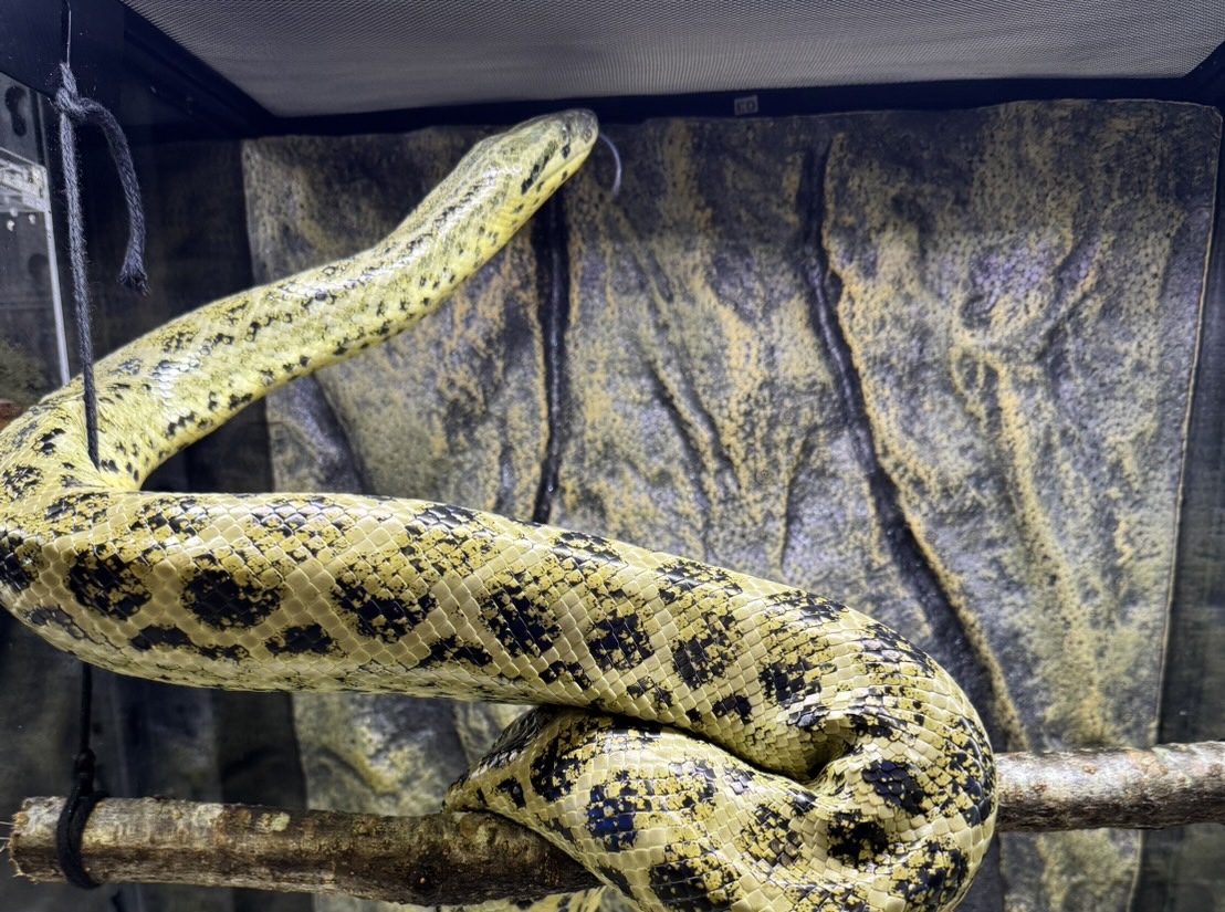 キイロアナコンダ ヤング