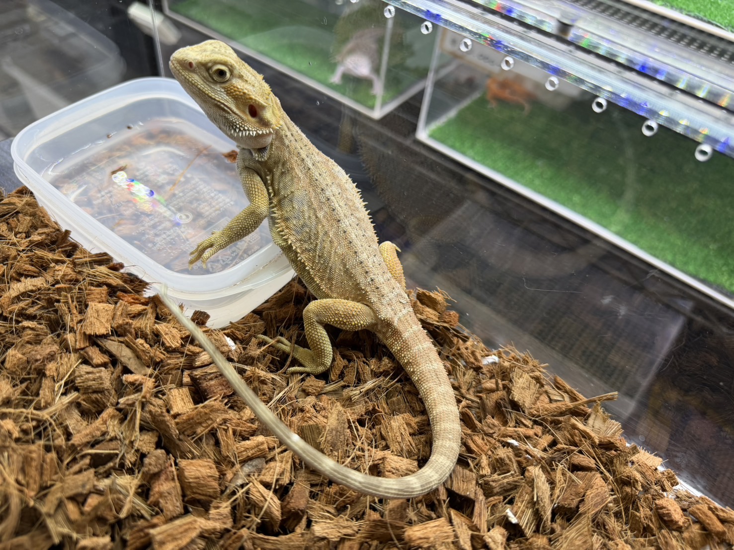 イエローハイポブラックタイガーhetゼロ　