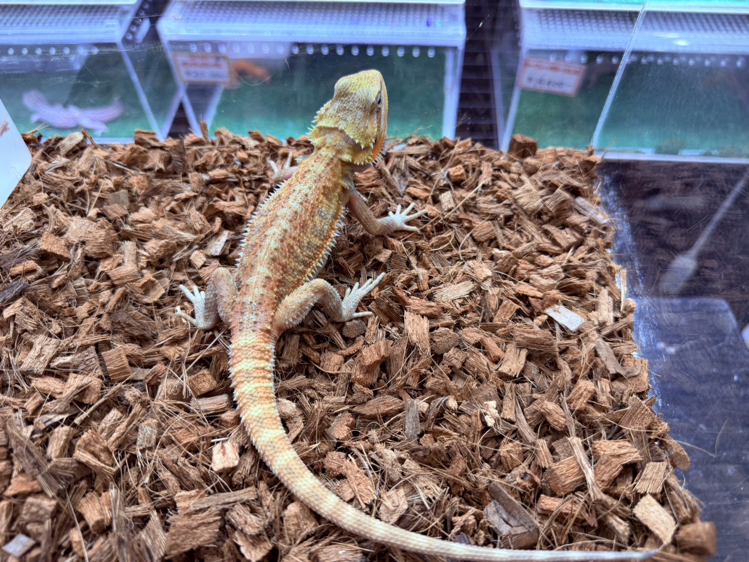 オレンジ トランス　フトアゴヒゲトカゲ