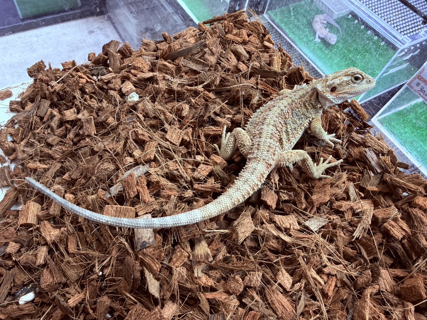 オレンジ ハイポ フトアゴヒゲトカゲ