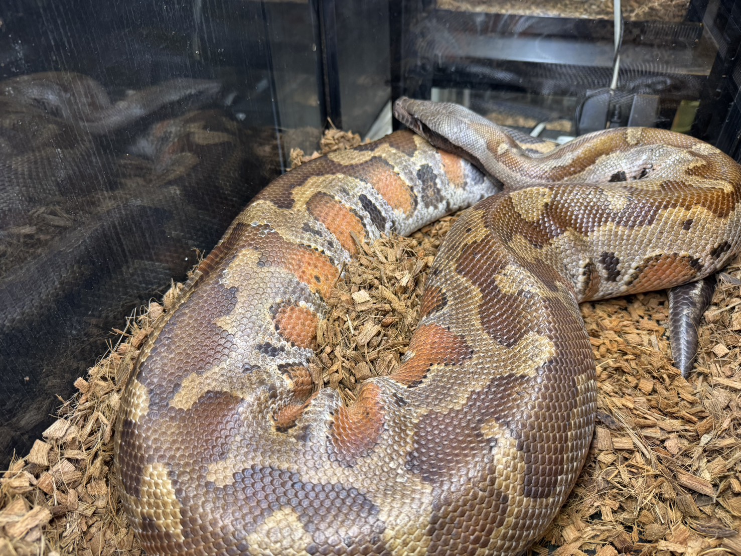 マラヤンブラッドパイソン