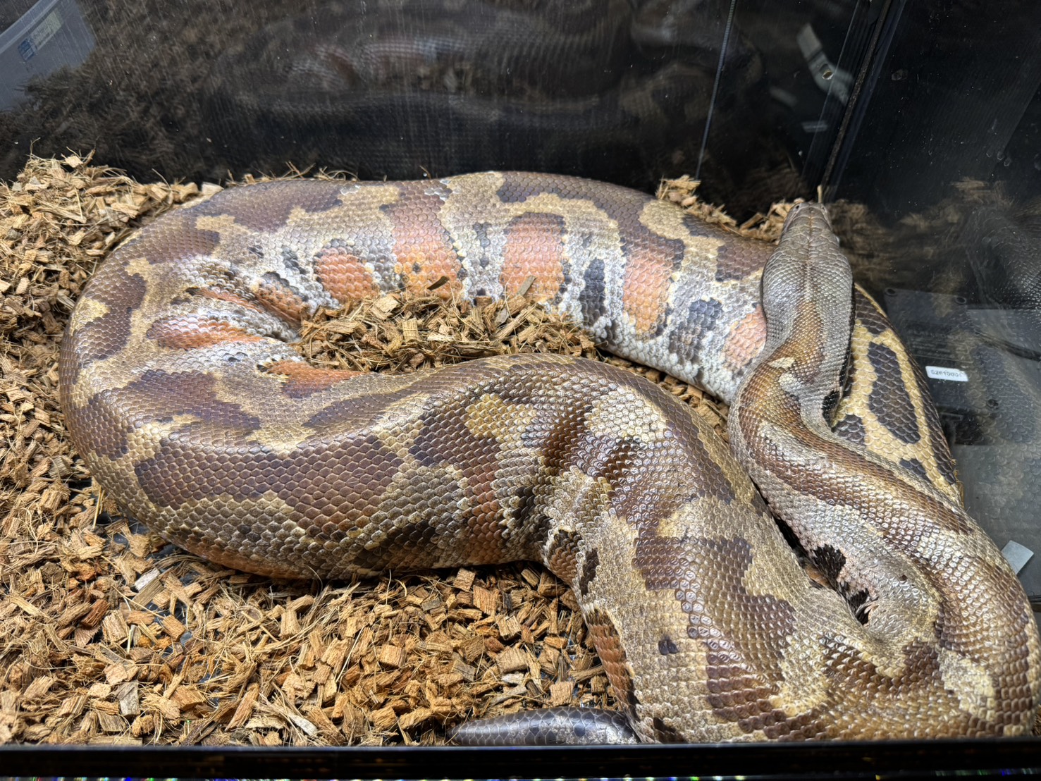 熱帯魚・爬虫類ショップ アクアフィッシュ｜滋賀県最大級の爬虫類専門店