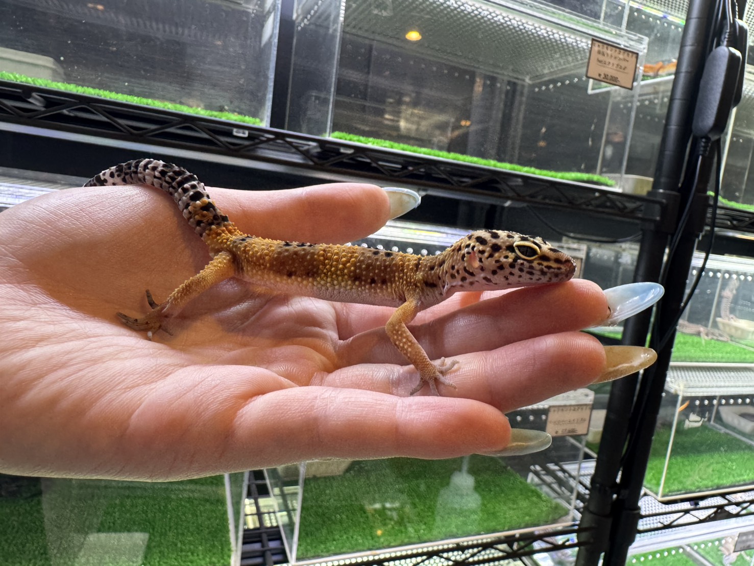 タンジェリンGTボールドクロス①