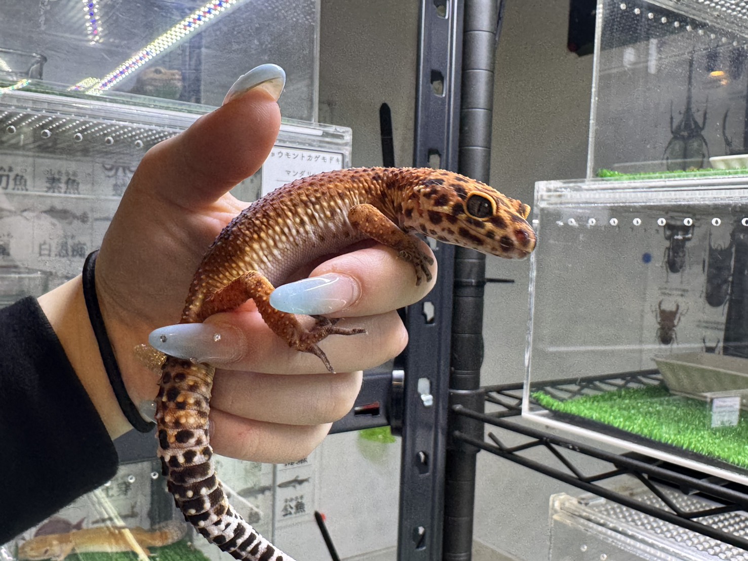 アトミックタンジェリン②