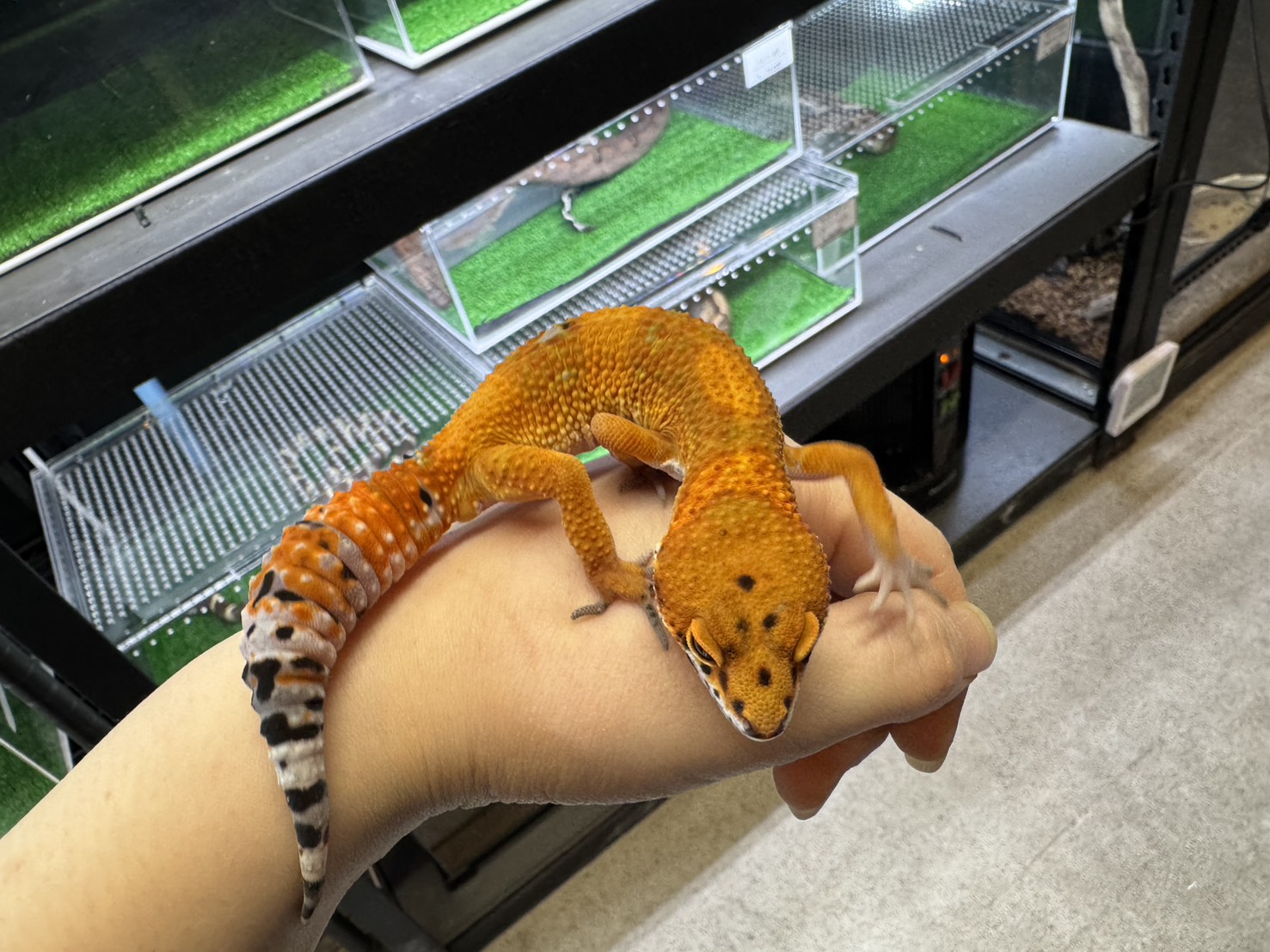 タンジェリンphトレンパー④