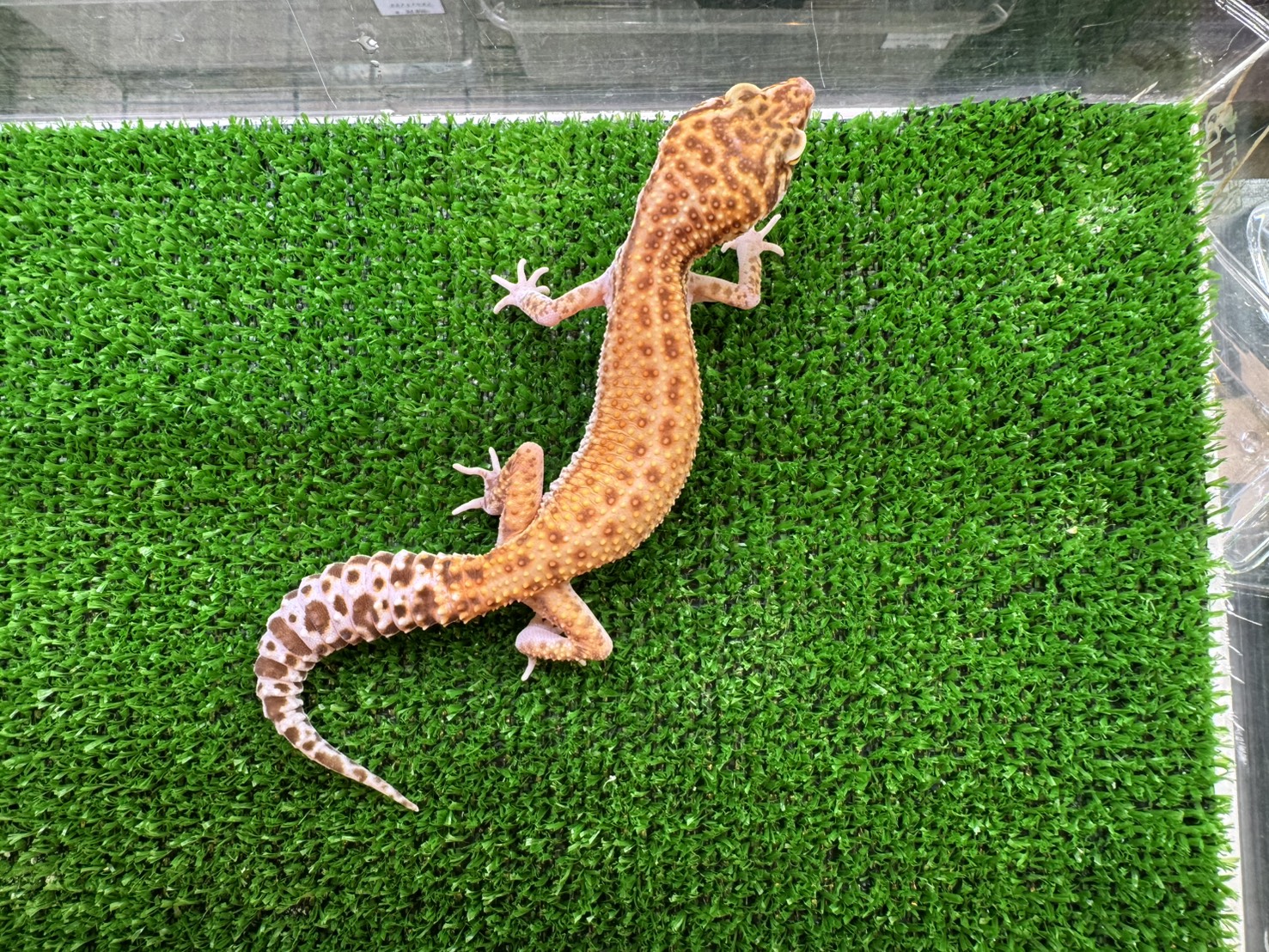 スーパータンジェリンベル⑦