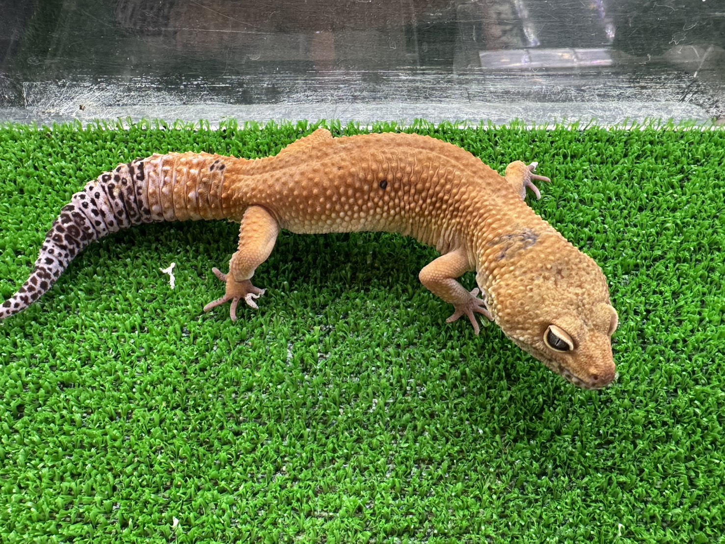 タンジェリンベル⑫