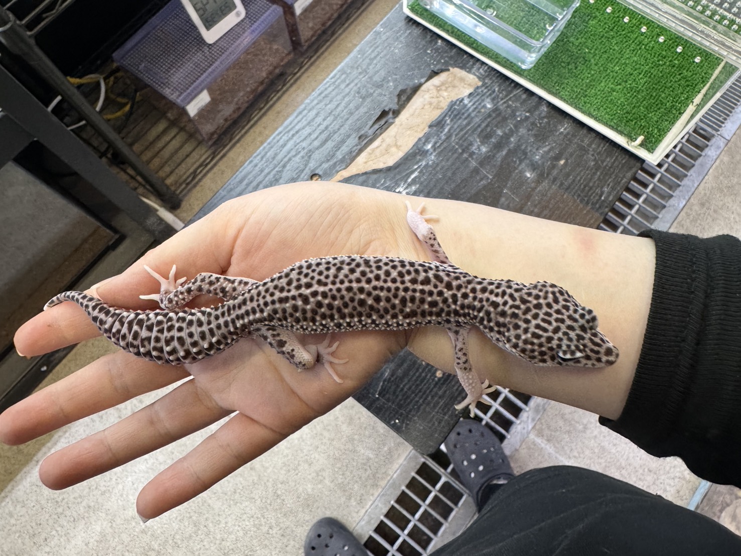 スーパーマックスノー♂⑬