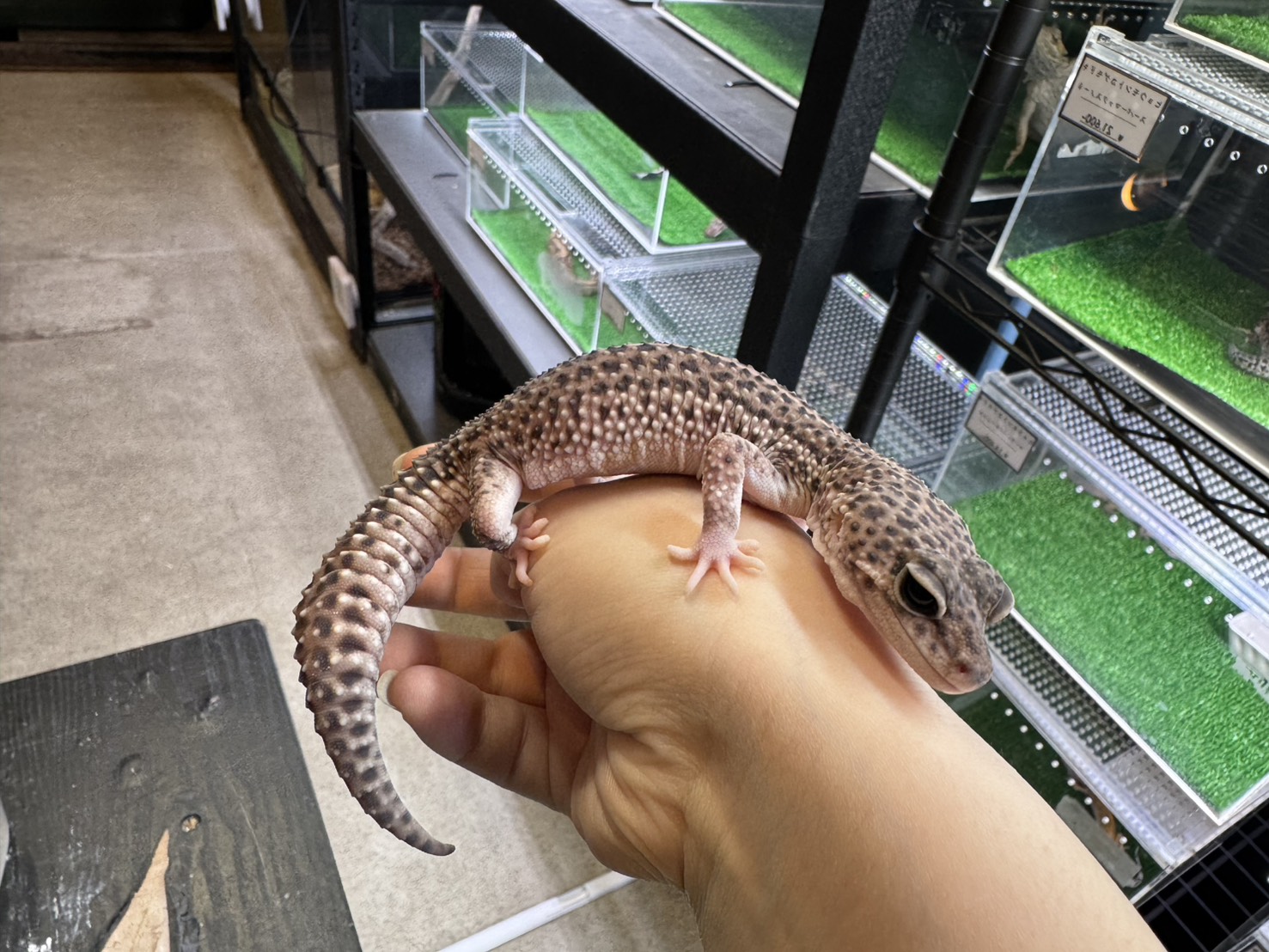 スーパーマックスノー⑰