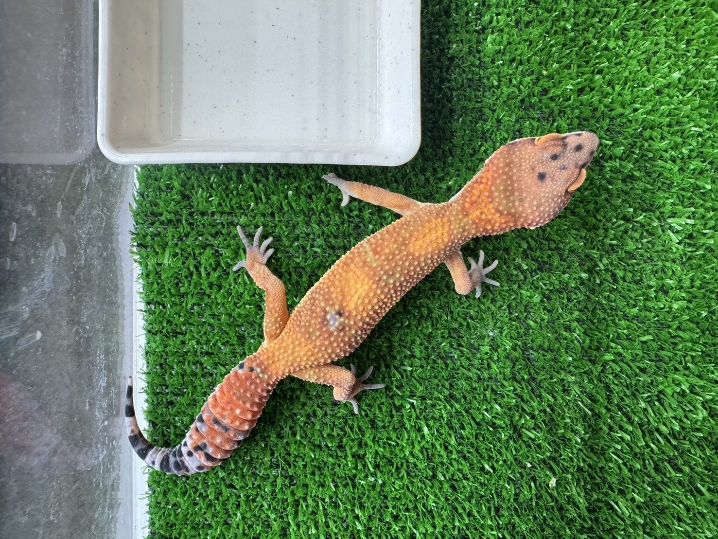 タンジェリンphトレンパー⑤