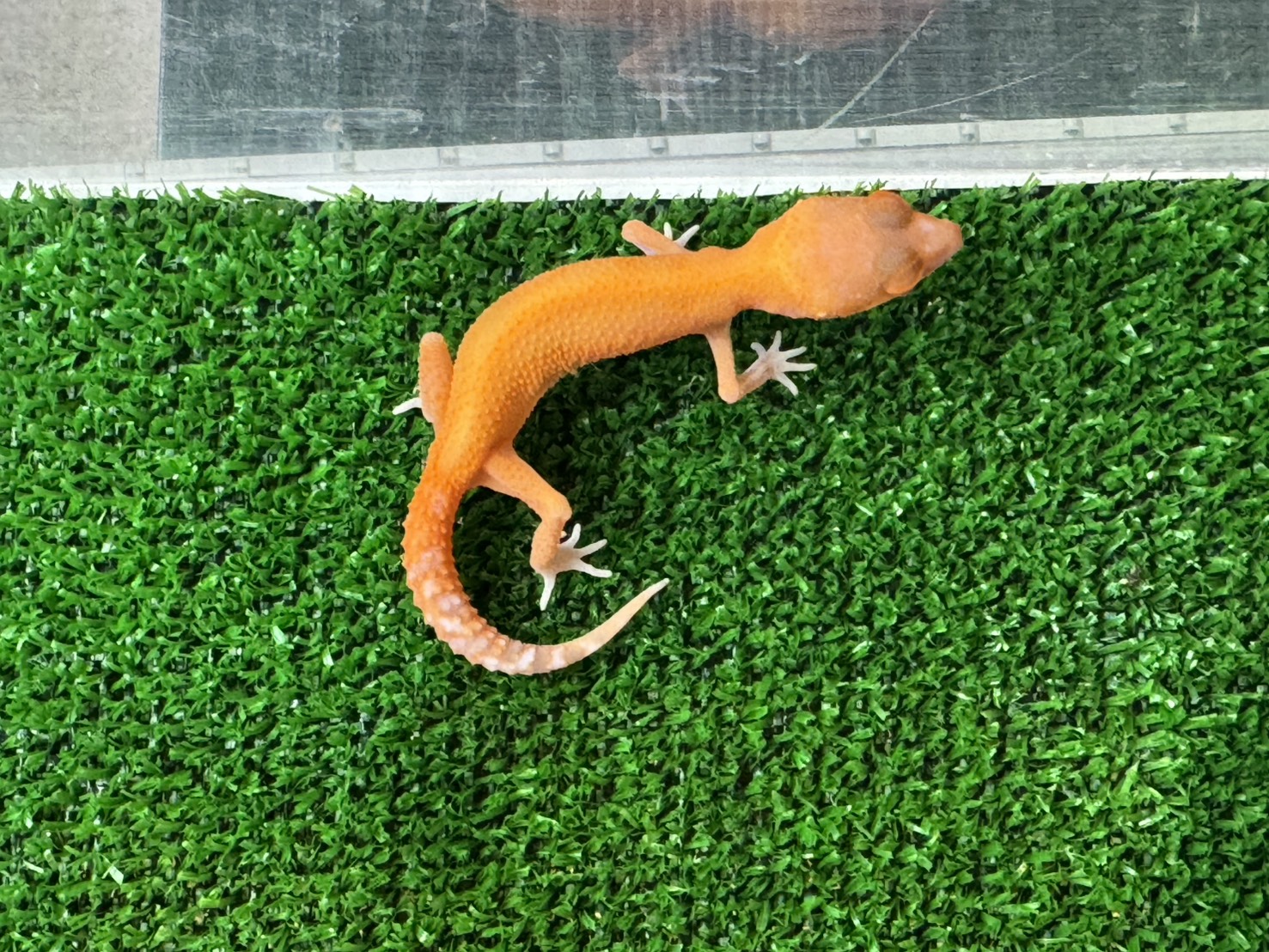 スーパータンジェリンベル⑧