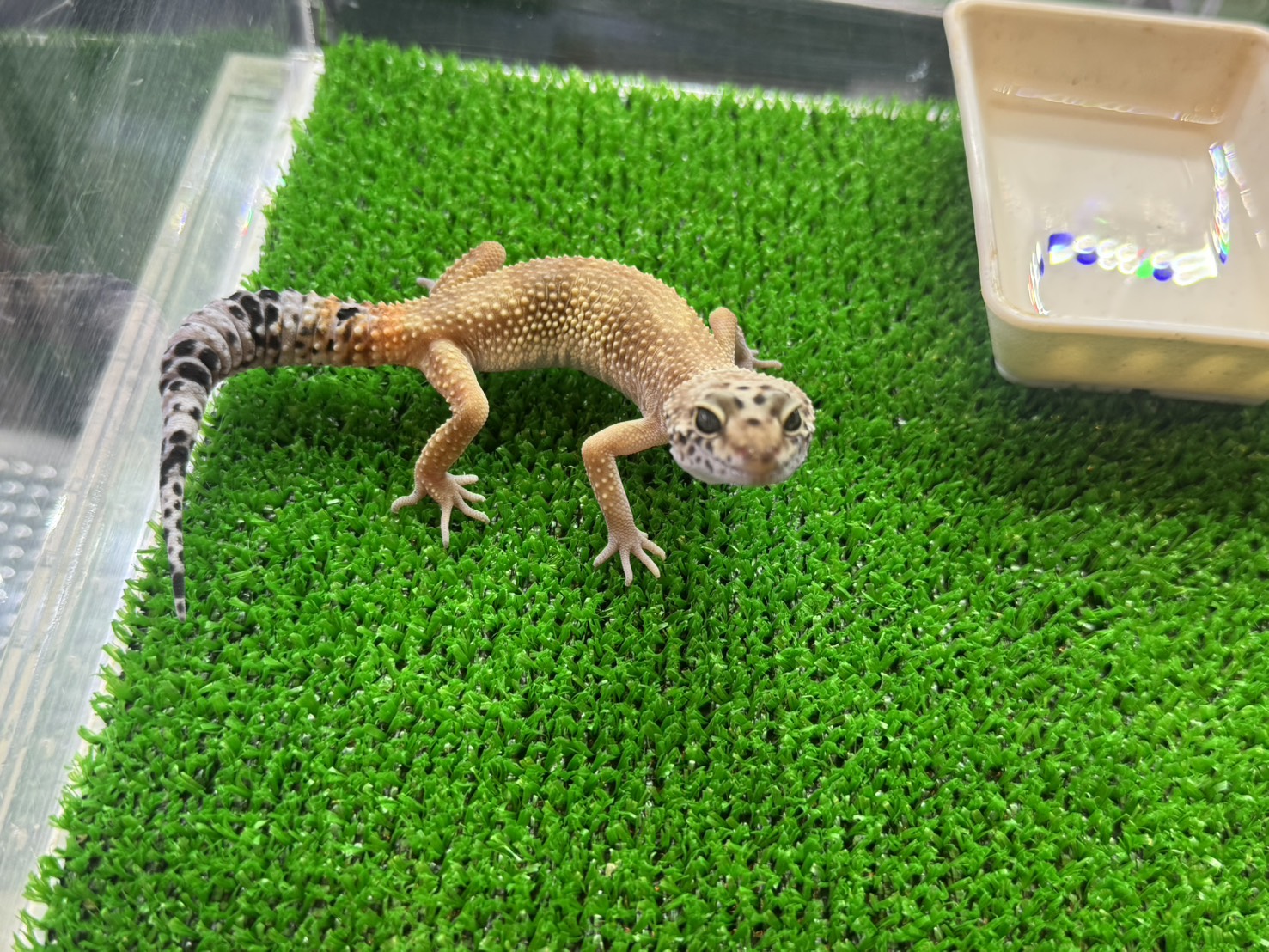 ハイポタンジェリン⑩