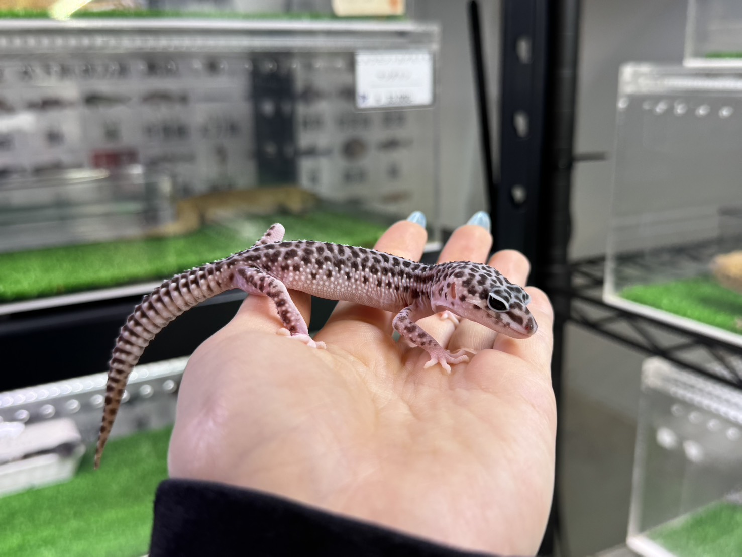 スーパーマックスノー⑮