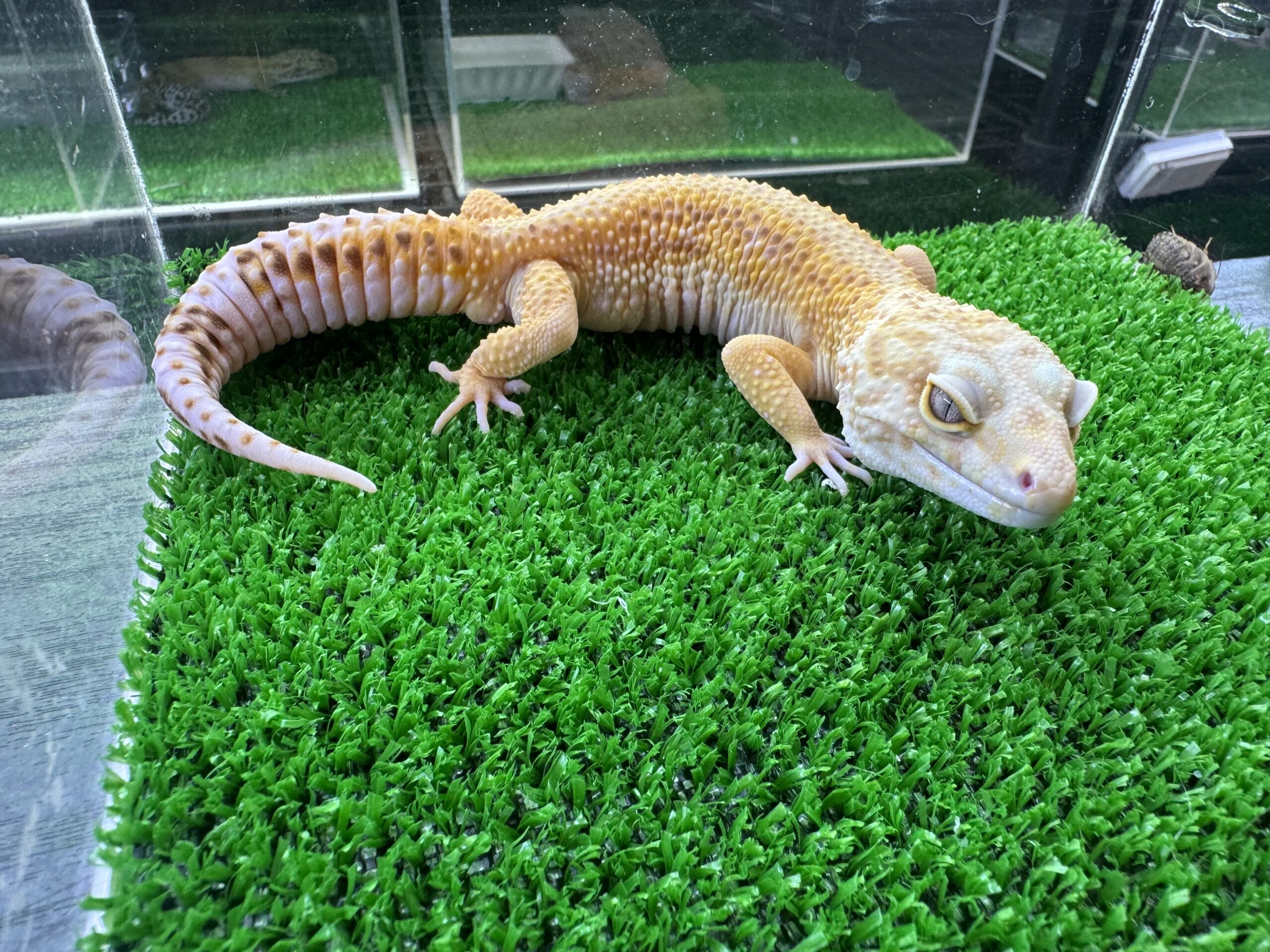 レイニングストライプ㊲