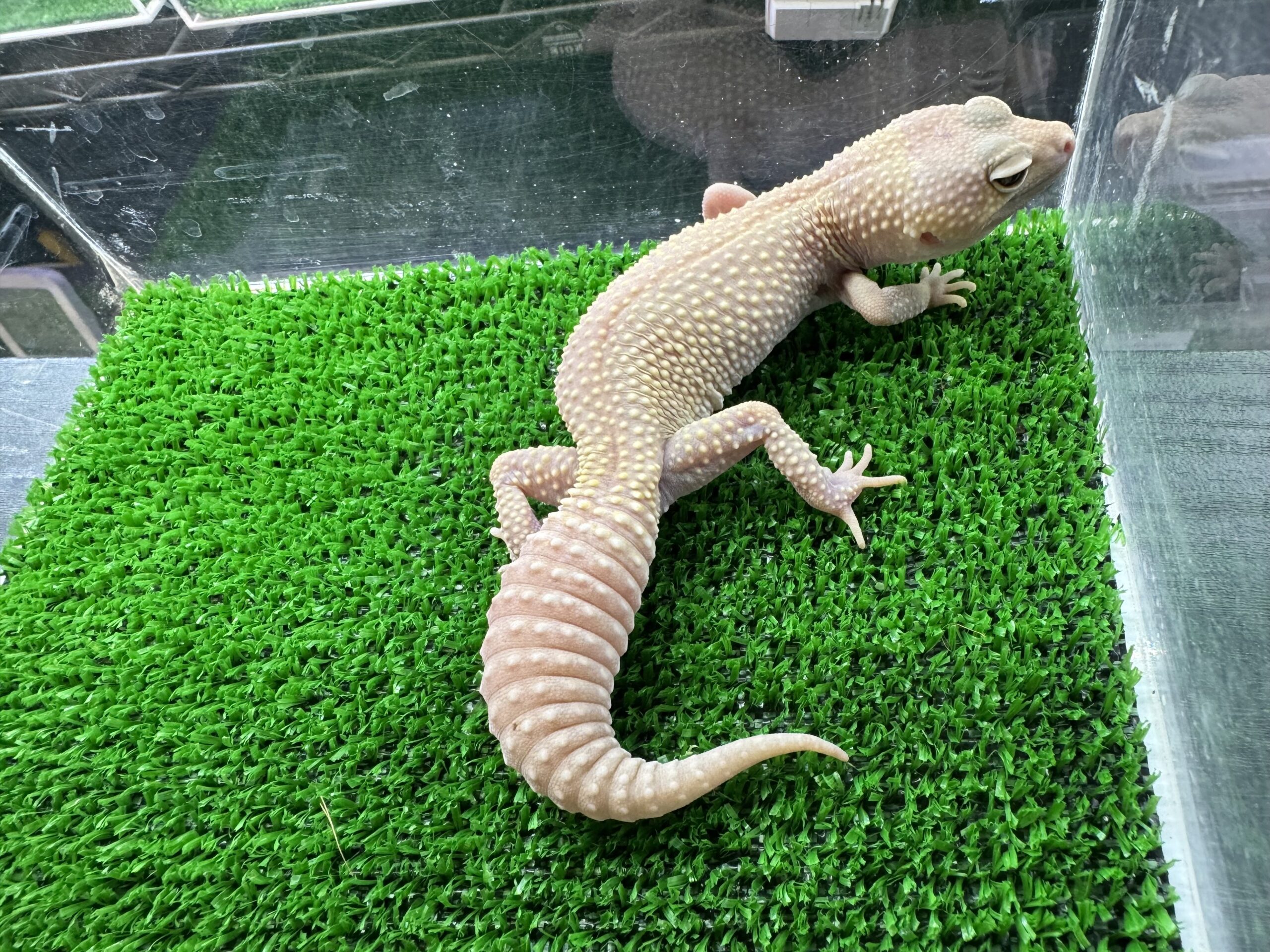 ディアブロンコスネークアイ㊷