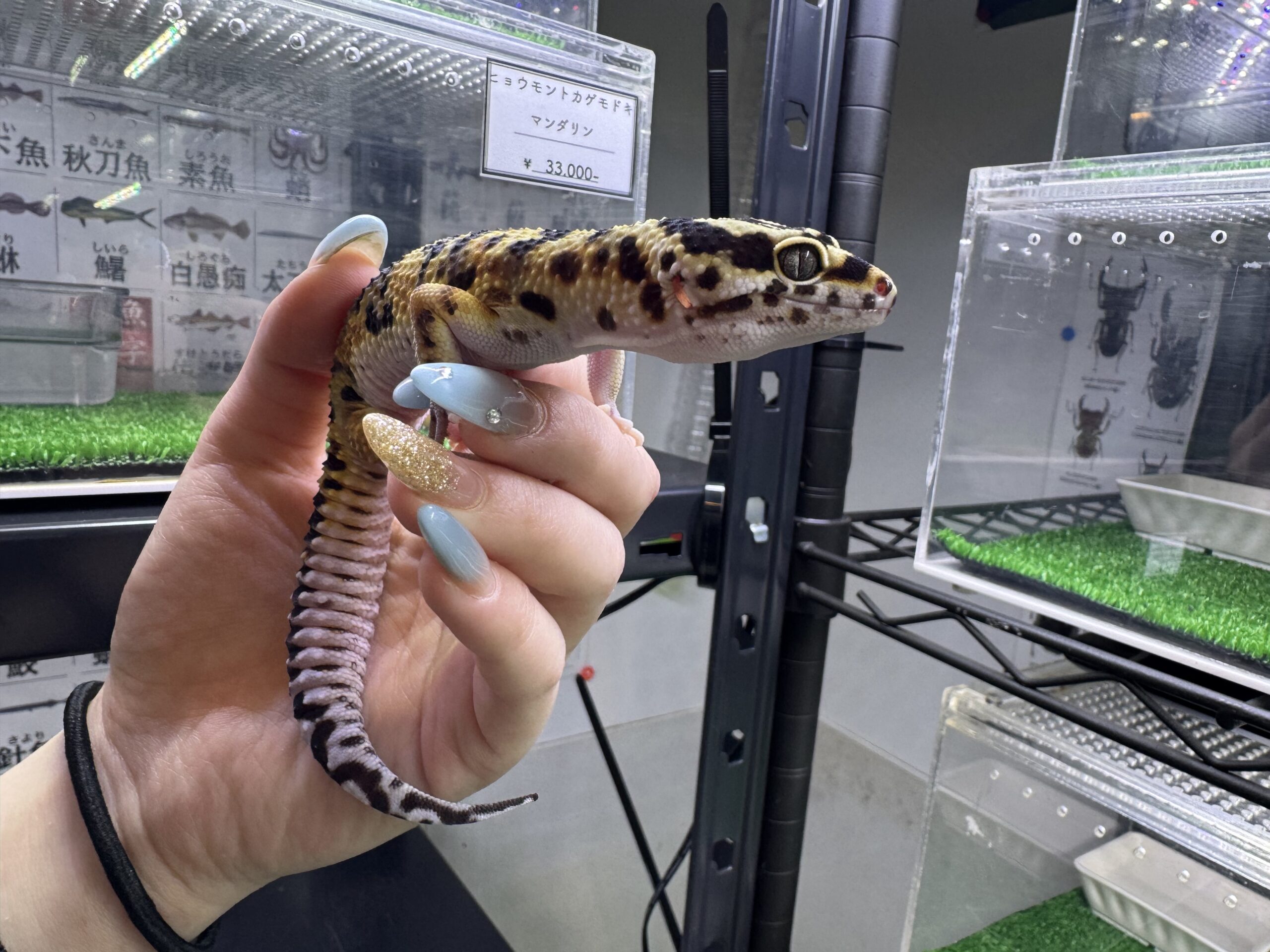 ボールドhetトレンパー㉜