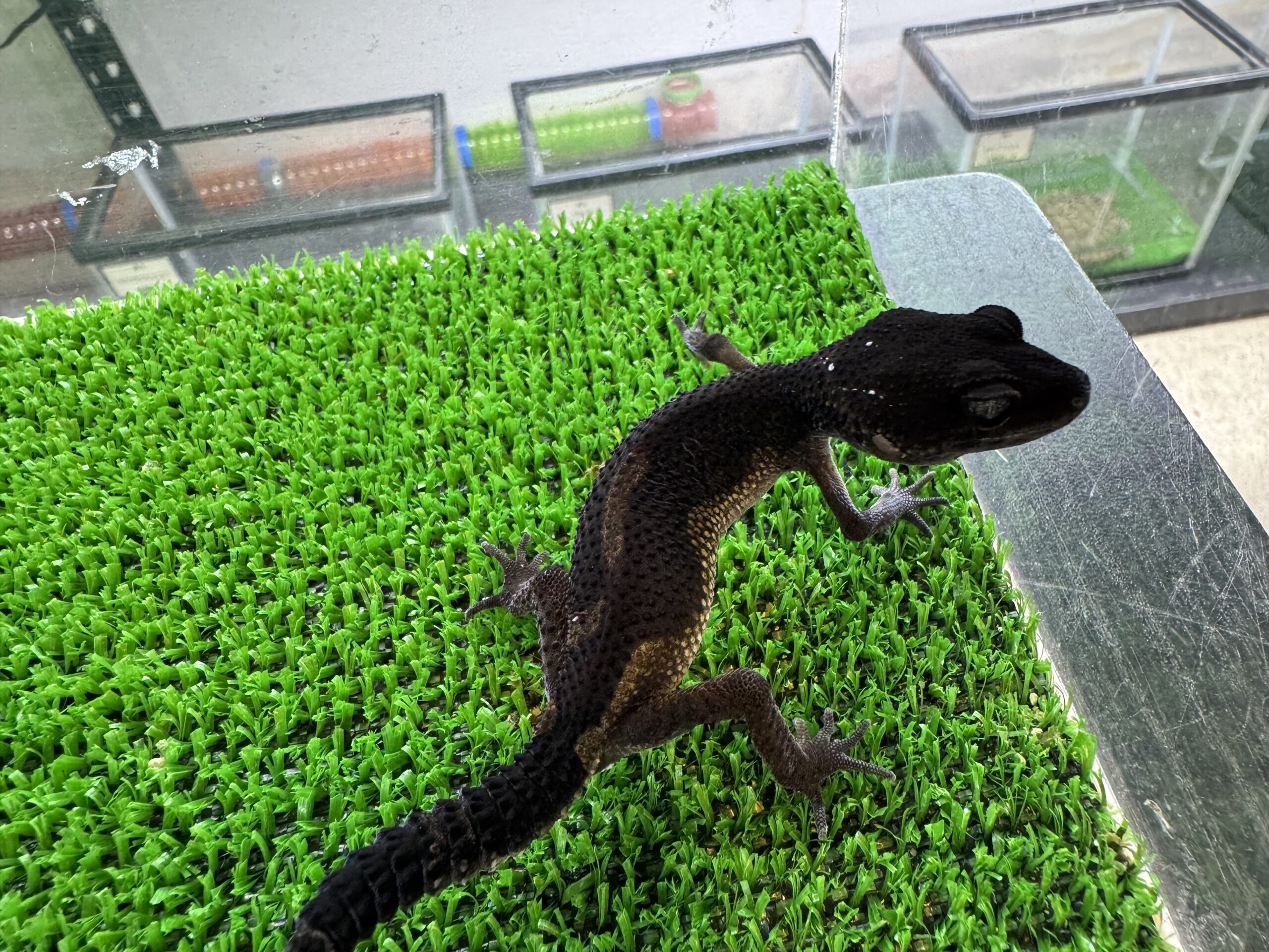 ブラックナイト㊾