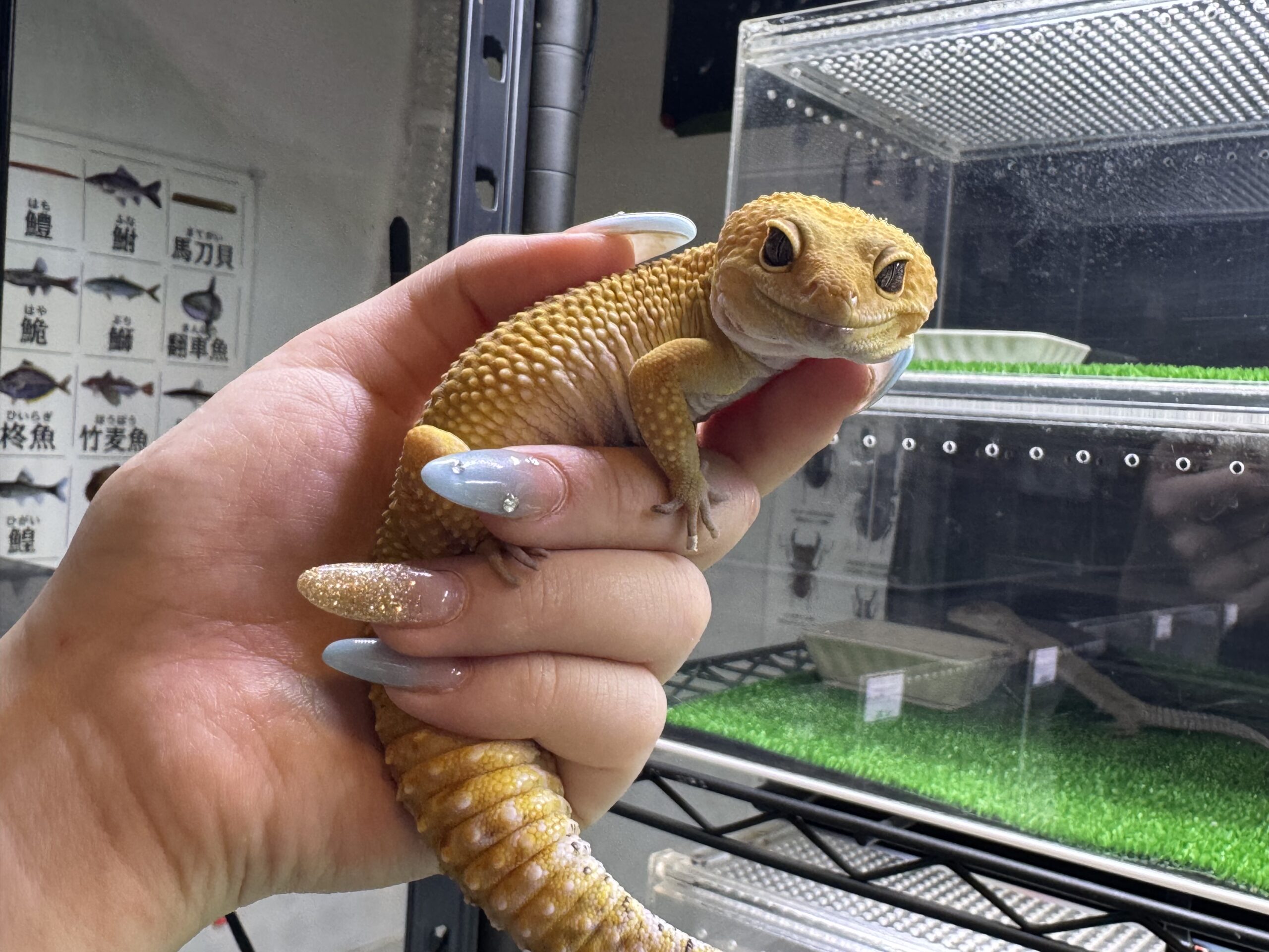 マンダリン　　㊳