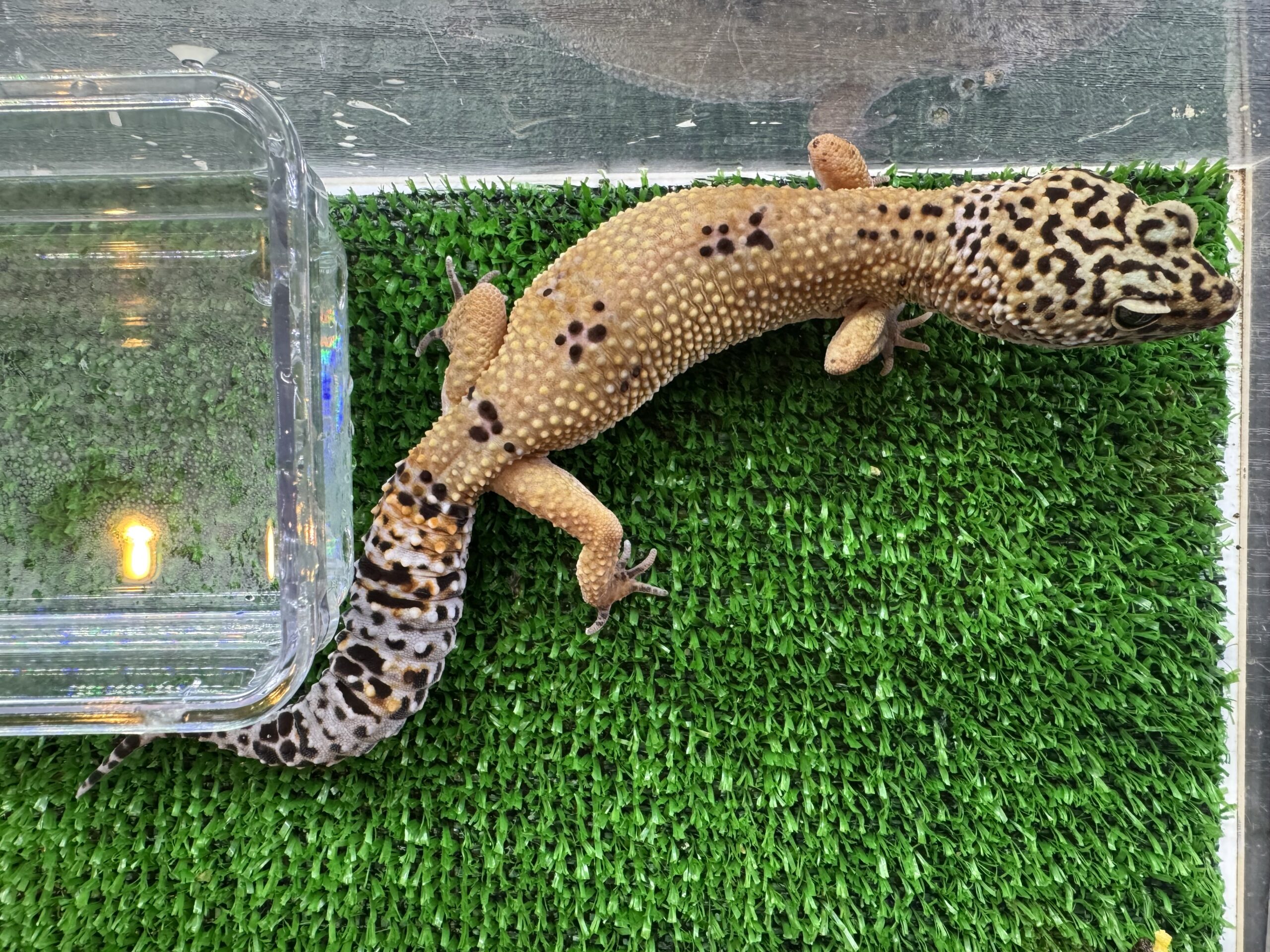 スノーhetラプター　㉛