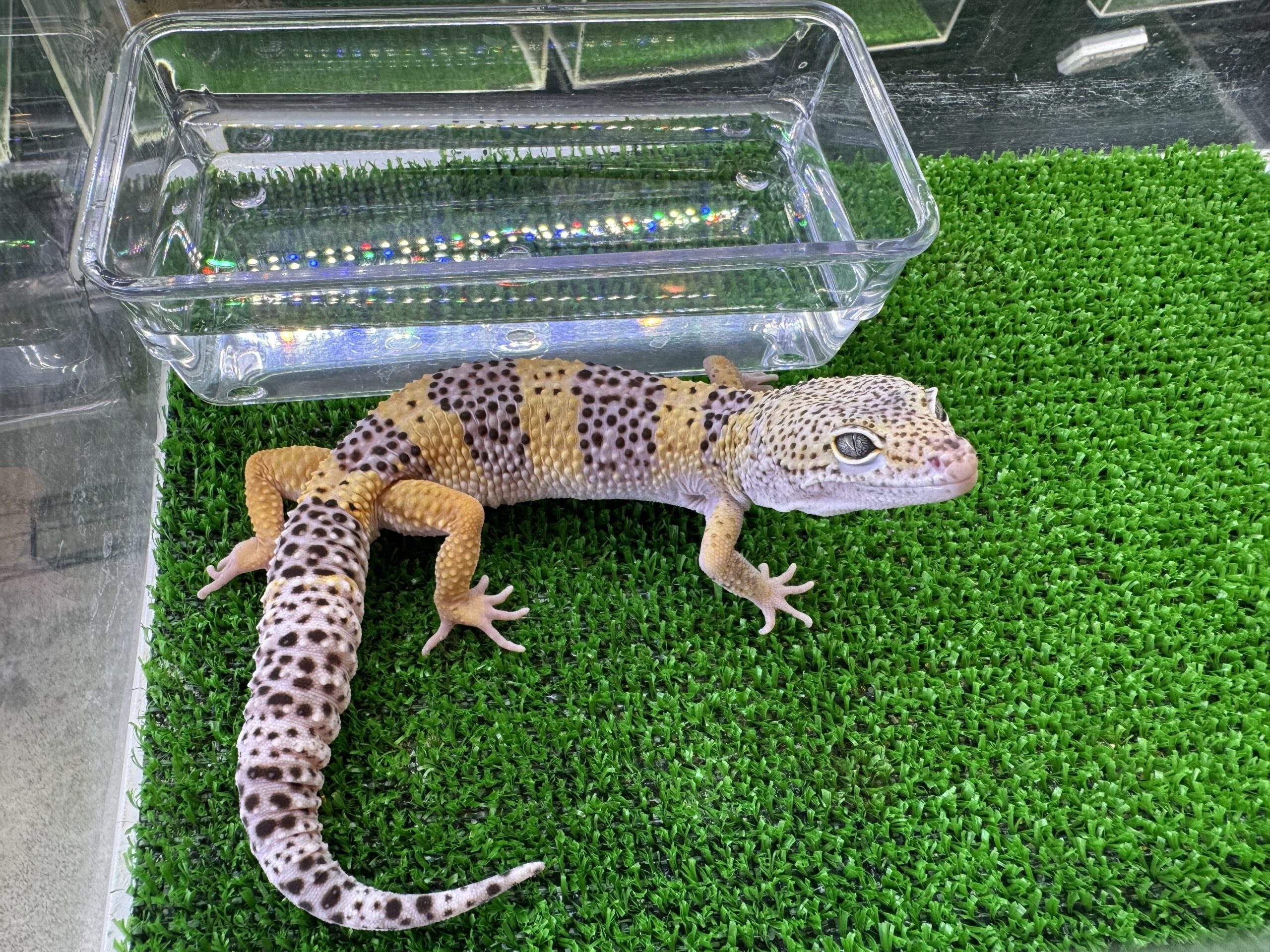 モンタヌス　　㊹