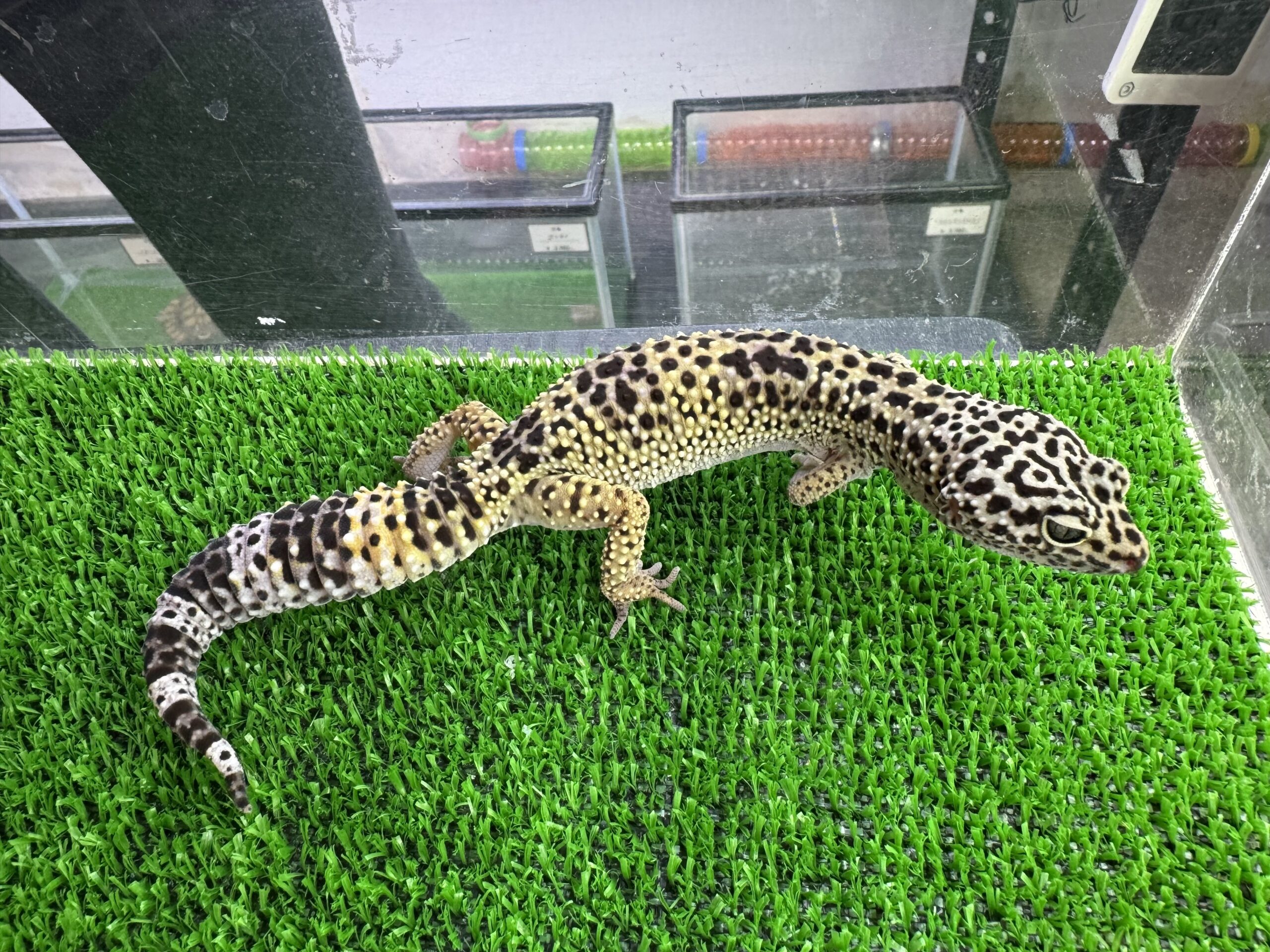 ハイイエローアフガニクス㊱