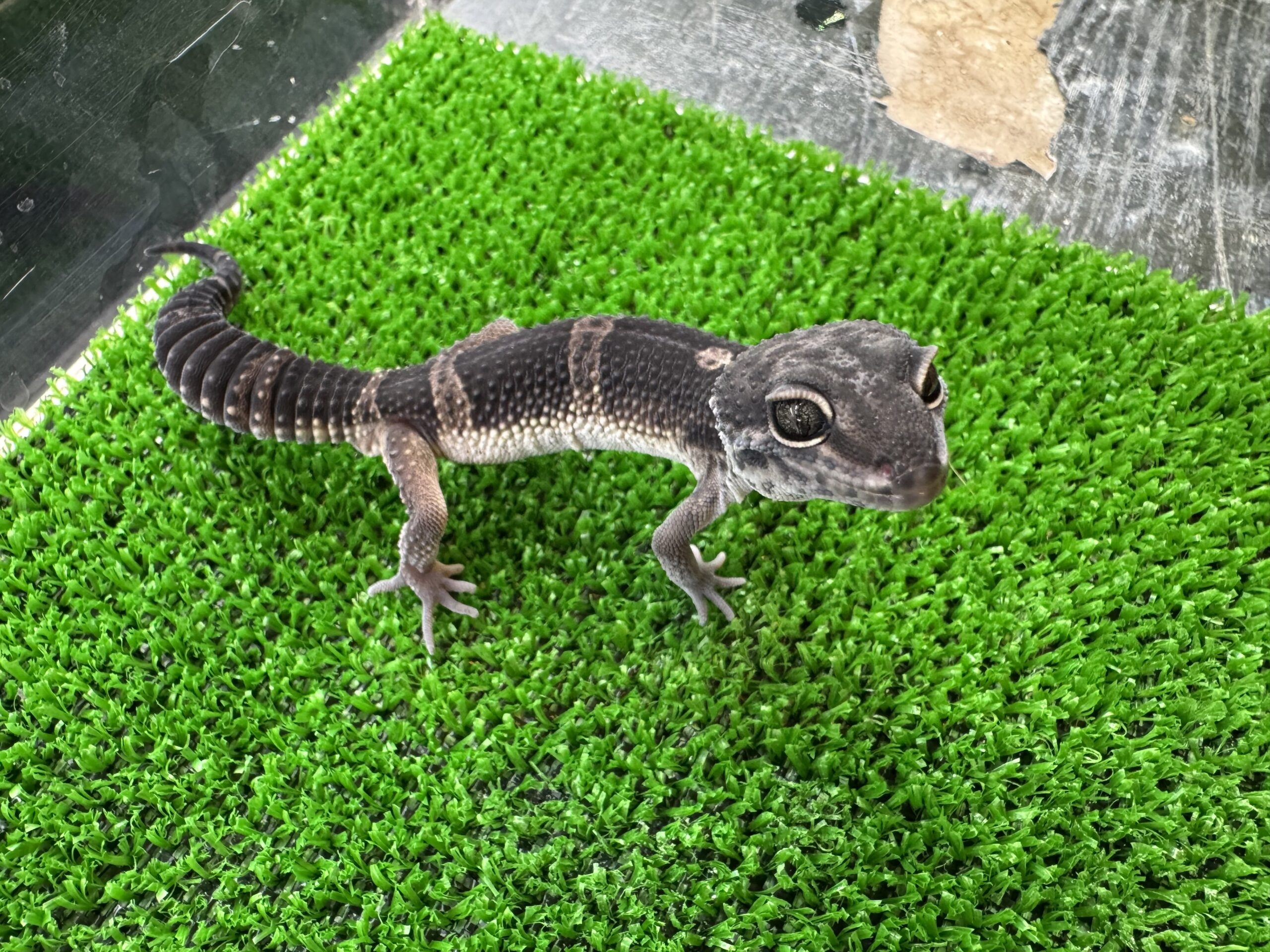 メラニスティックphベル　㊼