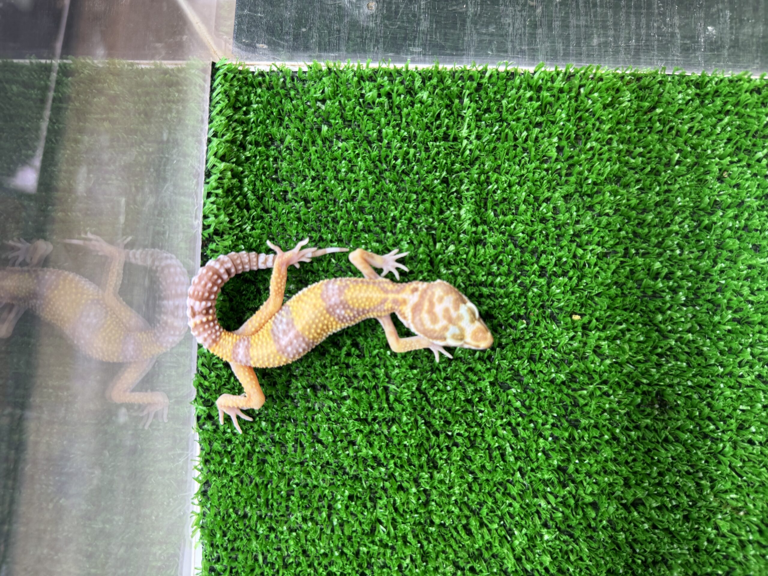 アルビノ　　　㊶