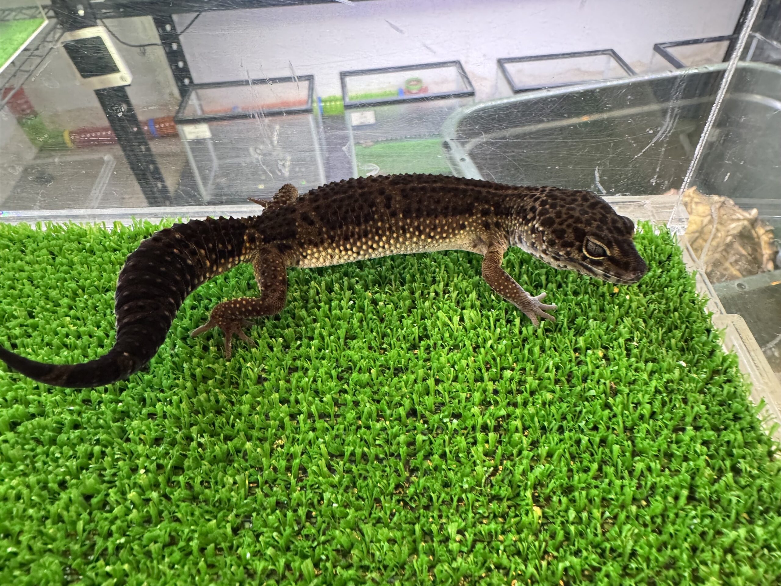 メラニスティックタンジェリン㊽