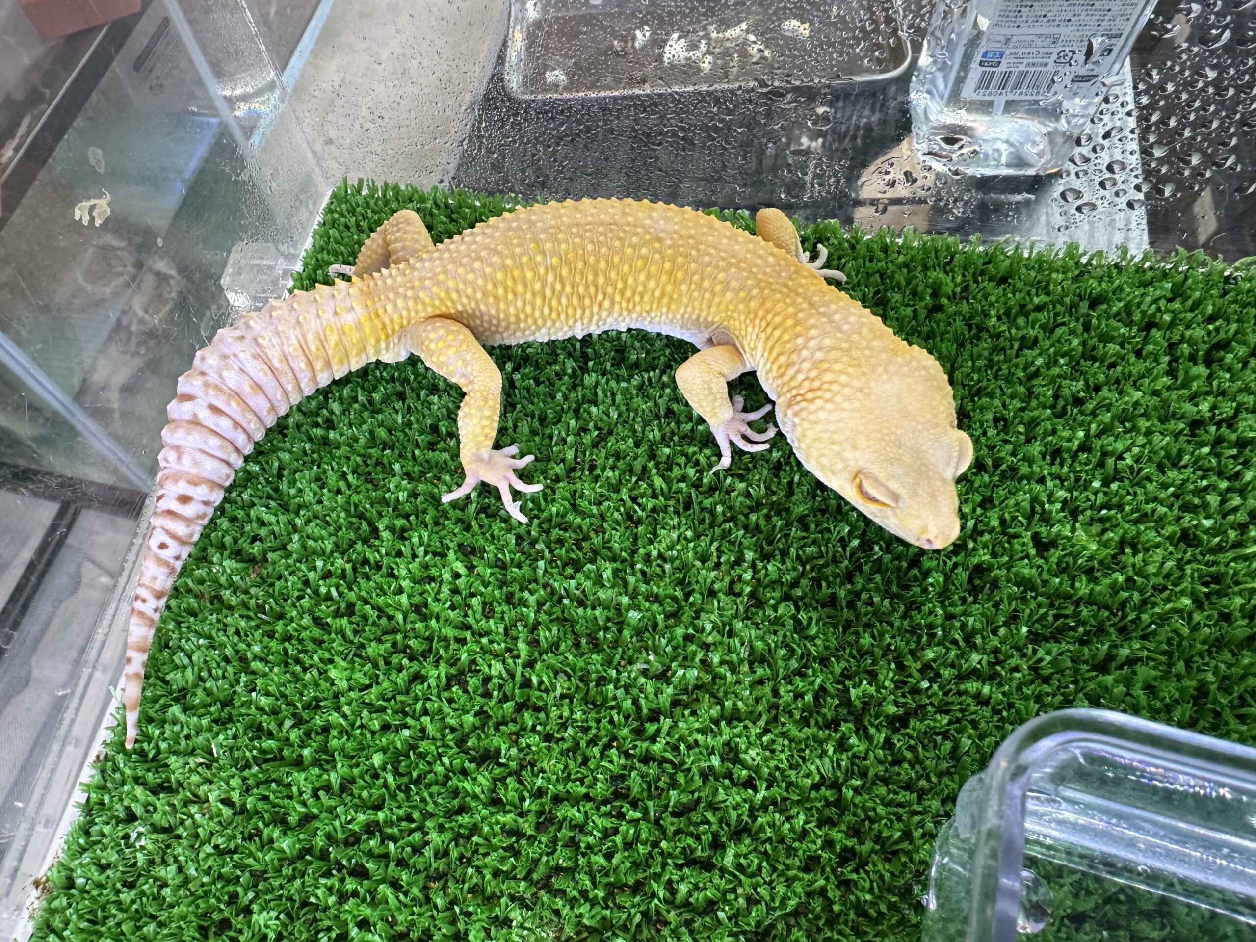 ブラッドベルアルビノ㊴