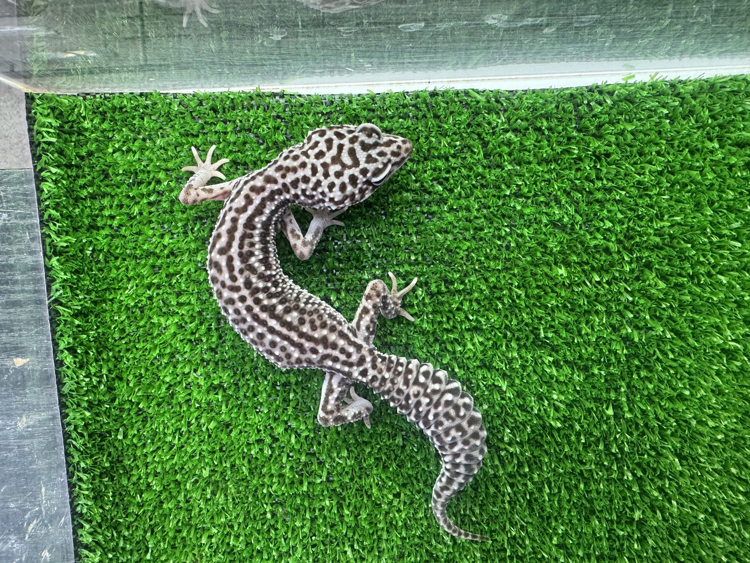 スーパーマックスノー㉑