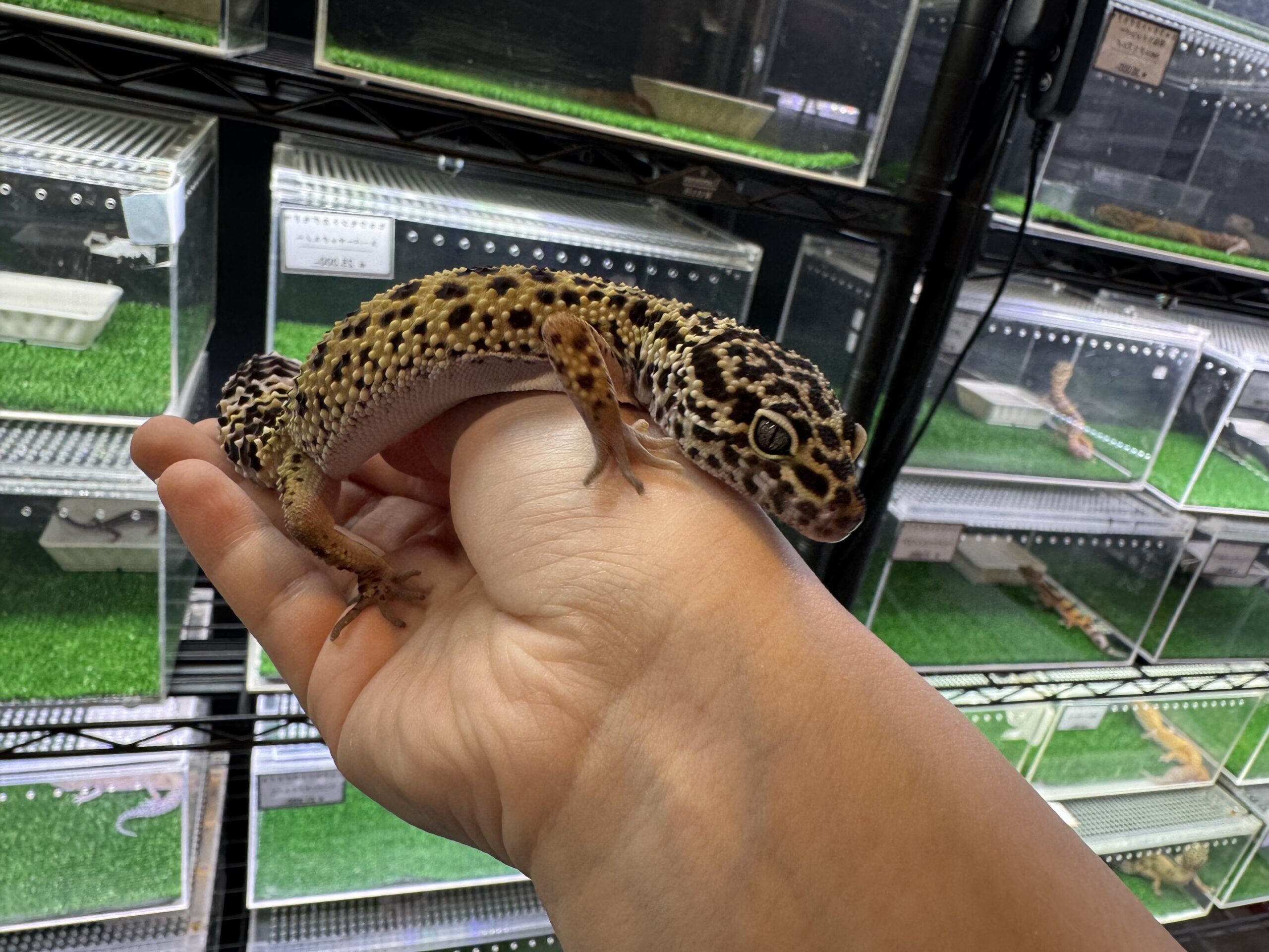 ハイイエロー　㉞