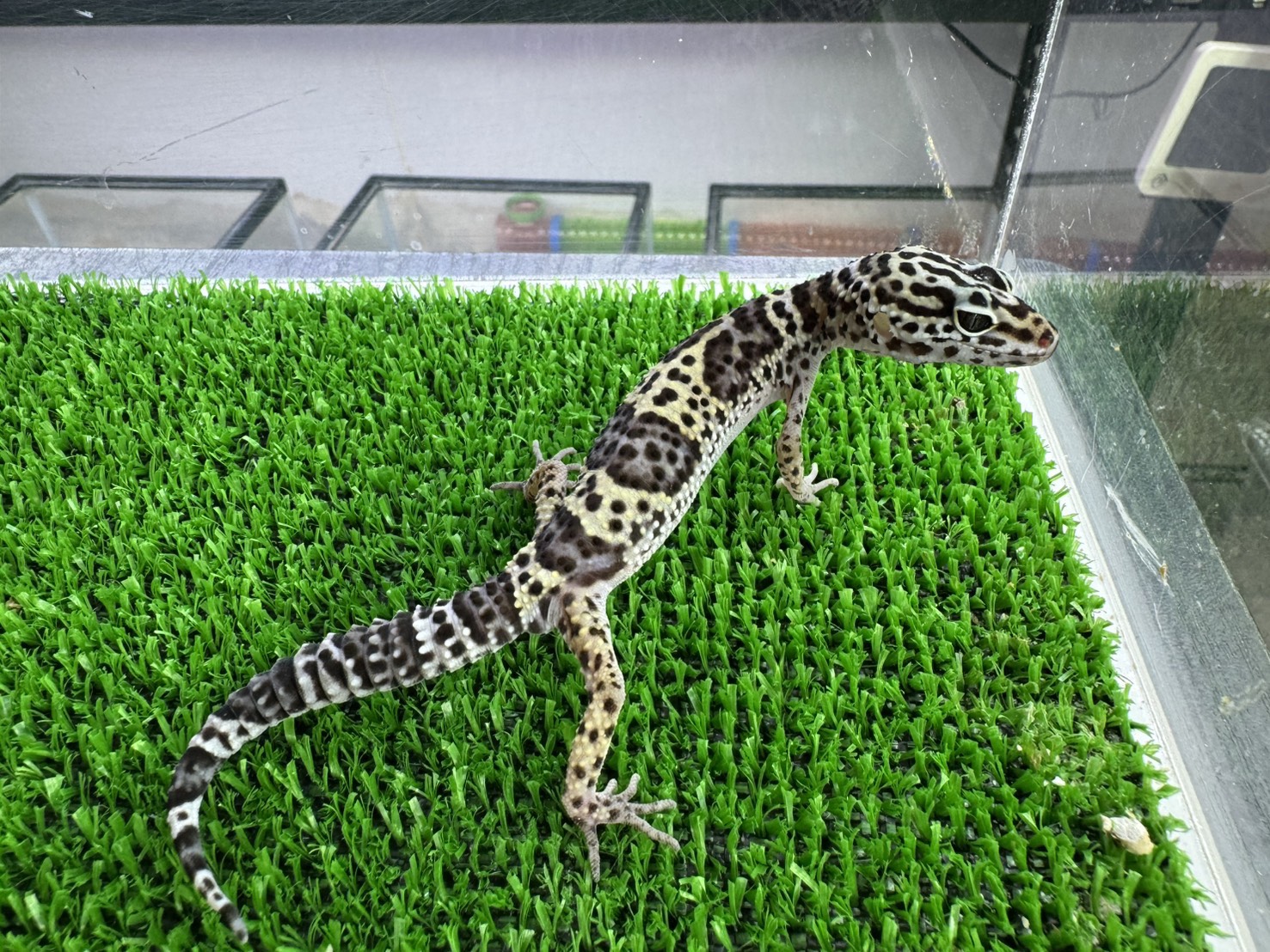 マックスノー　㉓