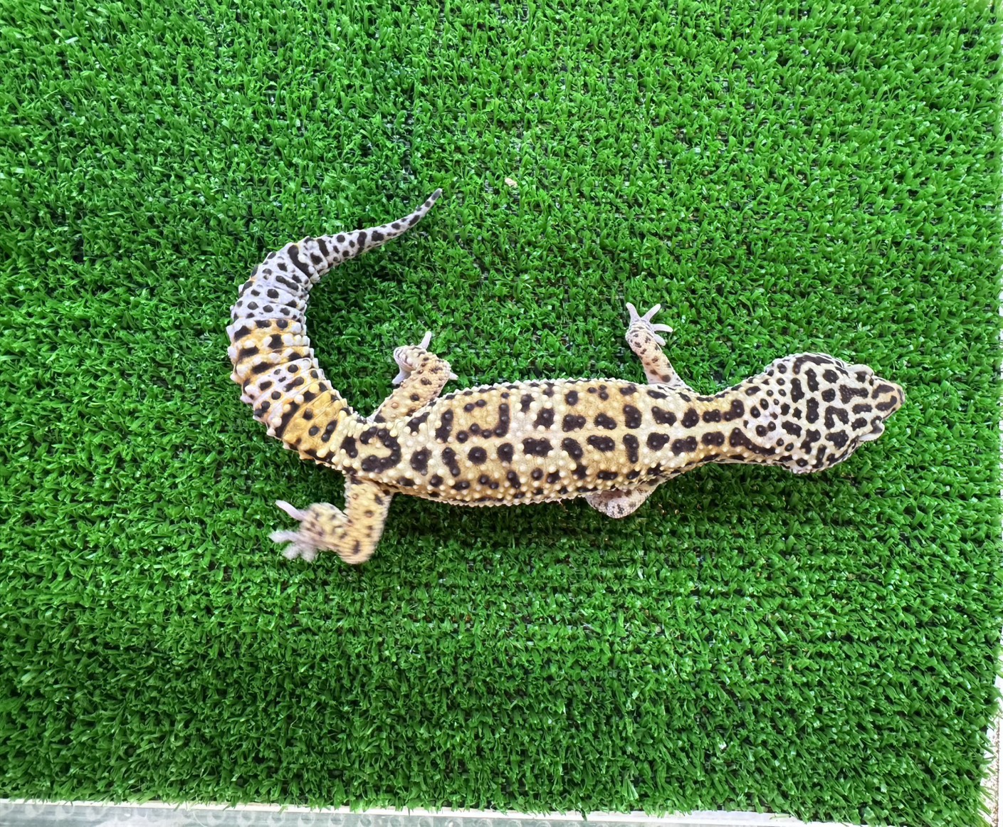 マックスノー　㉔